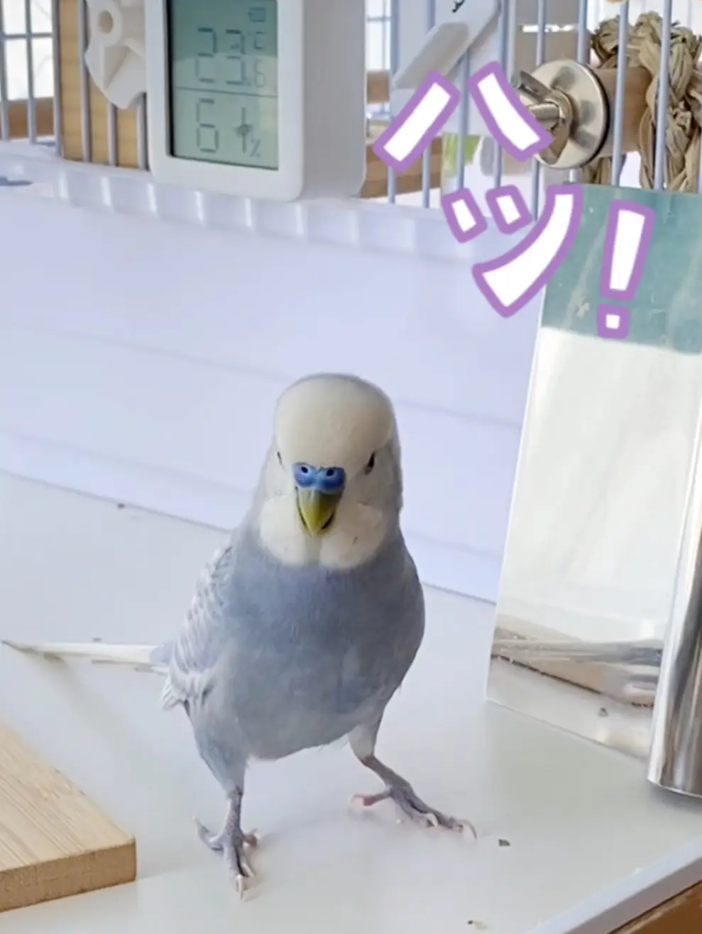 いきなりハッと我に返って固まるインコおそばさん