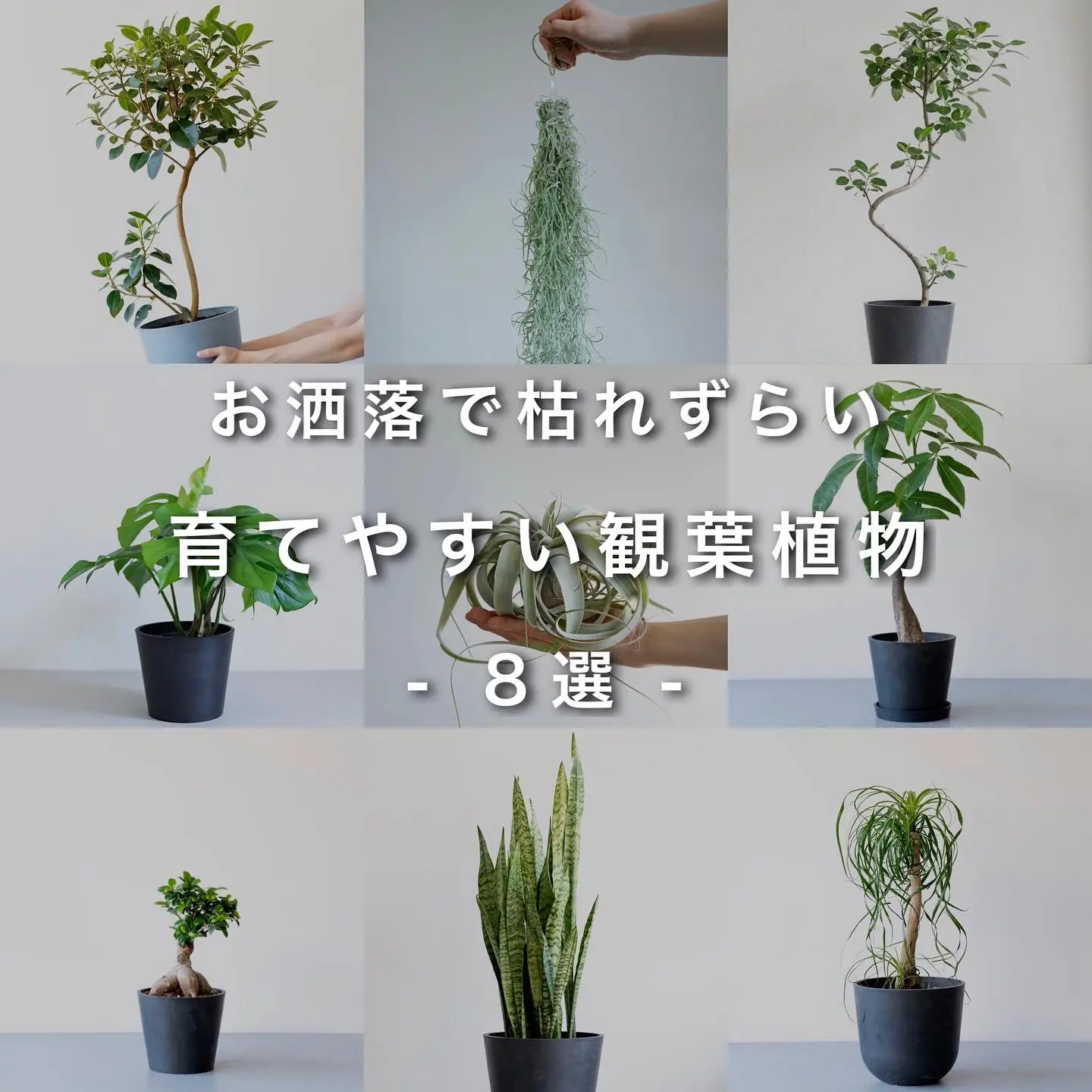 日陰で育つ観葉植物 - Lemon8検索