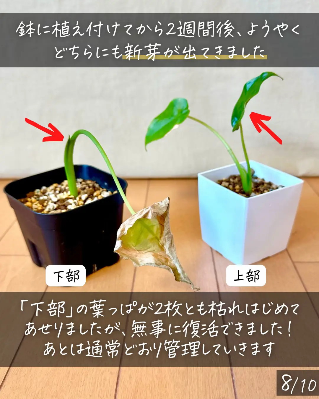 実際の結果を報告！〉腐ったクワズイモ復活させてみた | しゅう | 観葉植物の育て方が投稿したフォトブック | Lemon8