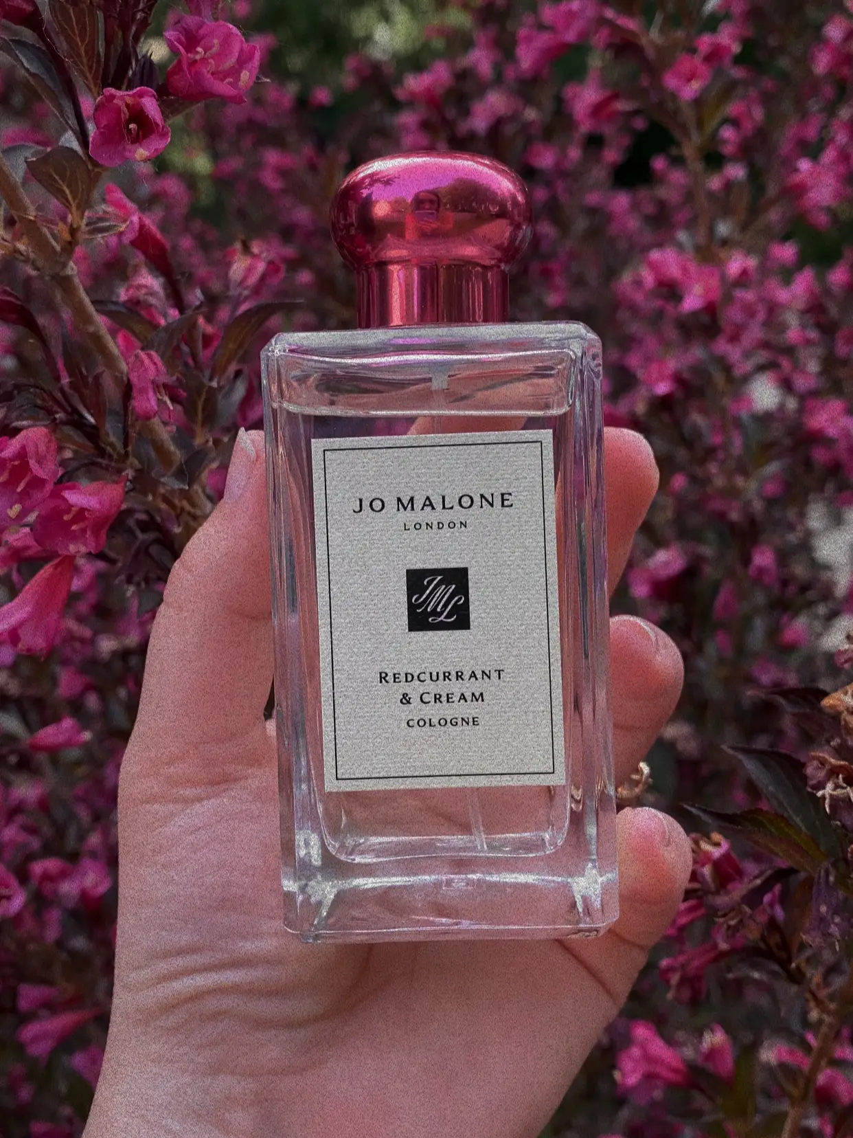 Jo malone red currant and online cream