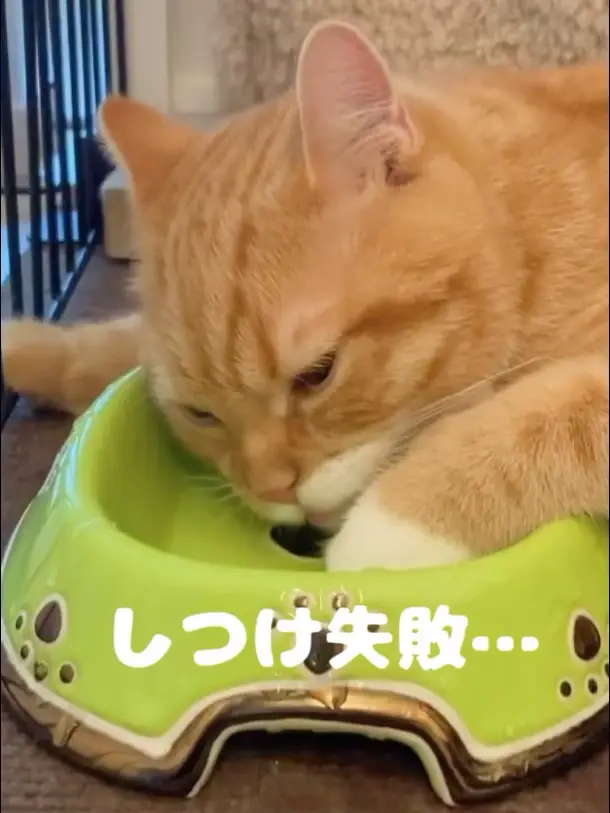 泥酔ネコ🙀