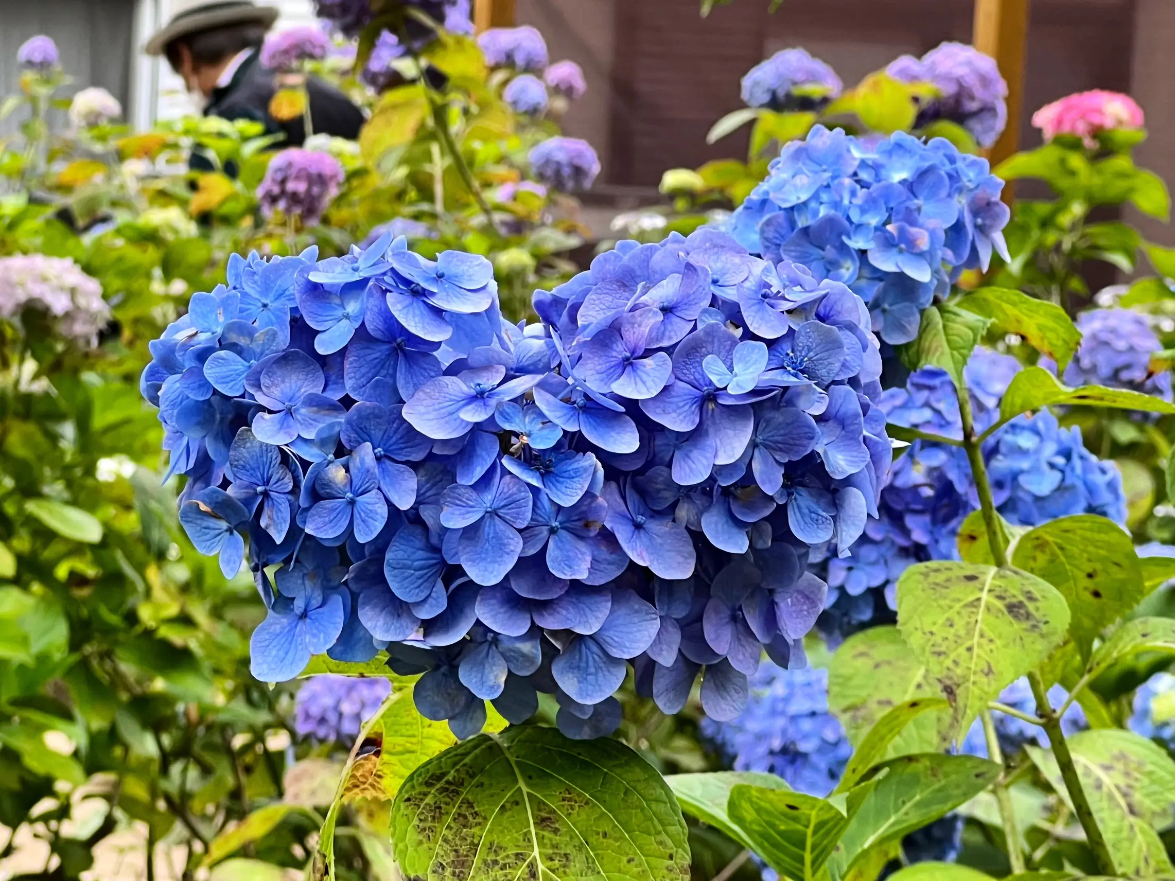 京都 藤森神社 ハートの紫陽花❤️ | kyoto_kenが投稿したフォトブック