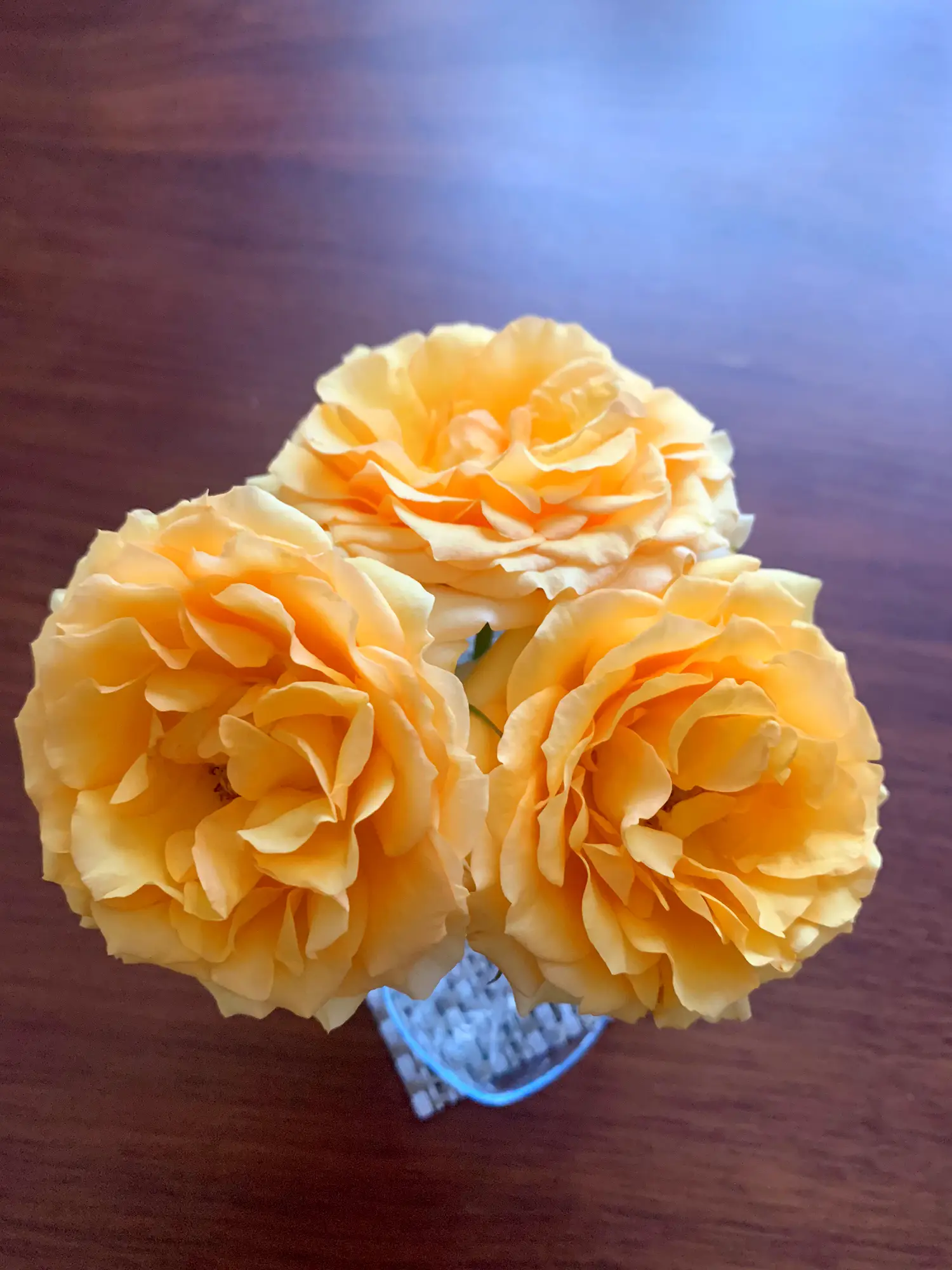 お庭で咲いてた薔薇🌹 | こっこ🍊が投稿したフォトブック | Lemon8