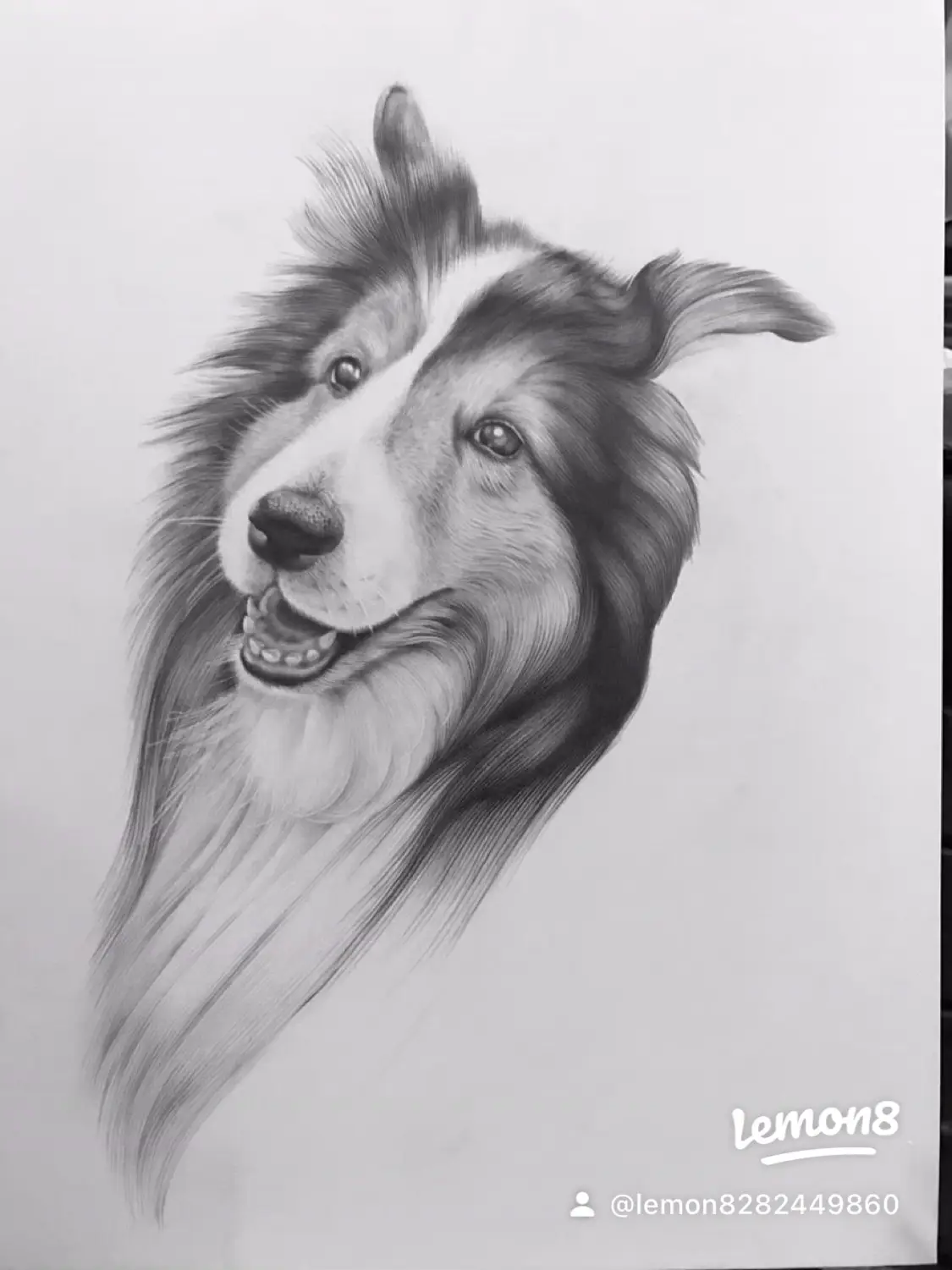 シェルティ 犬 犬の絵 原画 鉛筆画 絵画 手描き イラスト モノクロ