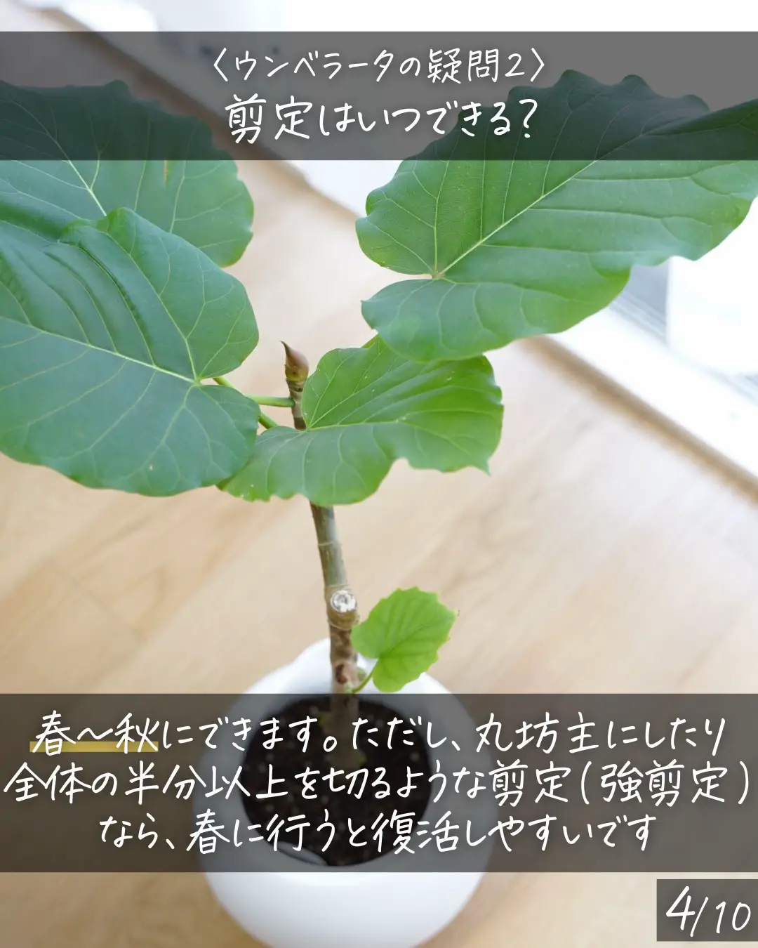 意外と知らない！〉ウンベラータの疑問にお答え！ | しゅう