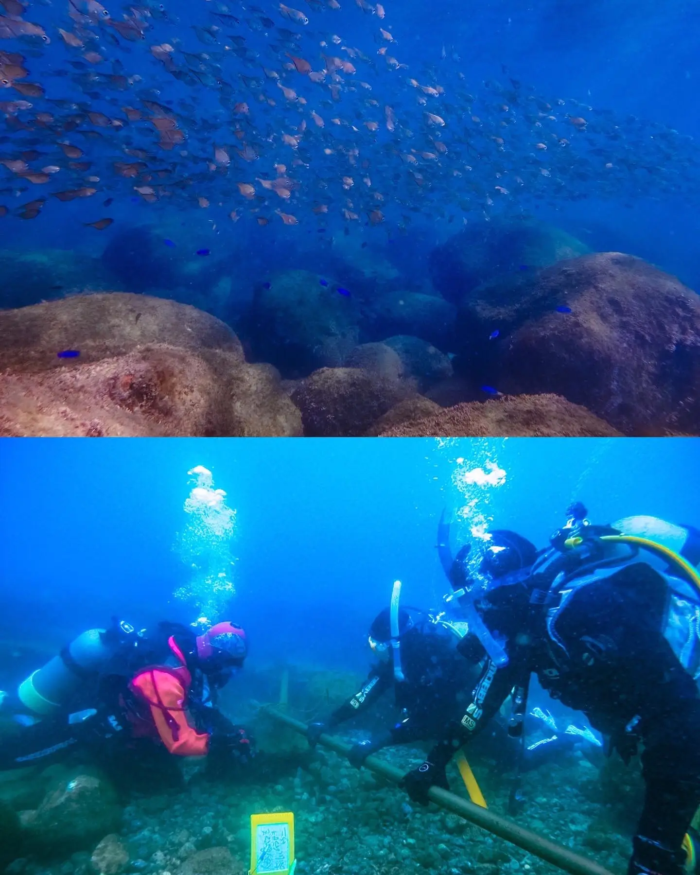 静岡】関東近郊で海ガメと泳げる？！この春はダイビングしに行こう°・🐢🌼🥽 | Arisaが投稿したフォトブック | Lemon8