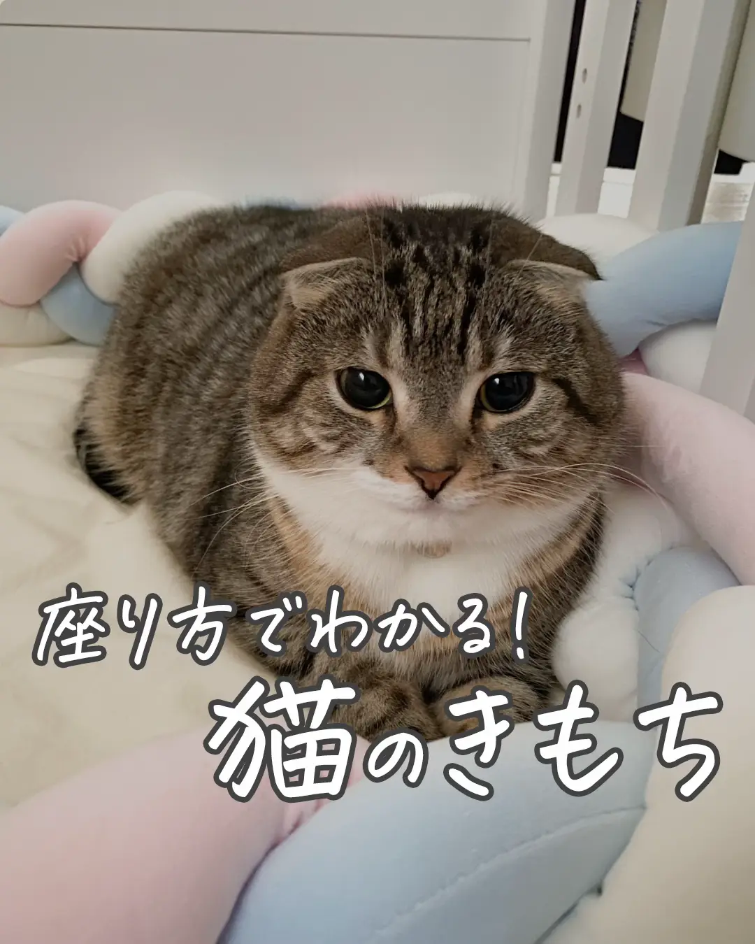 猫ちゃん座りかた - Lemon8検索