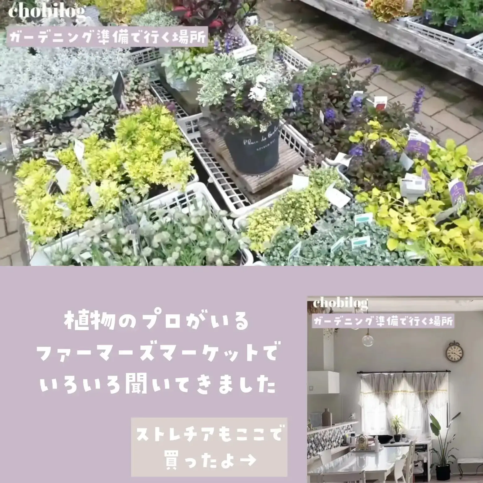 公式通販激安 ⭐ドウダンツツジ⭐ 大きめ3本 庭 植樹 ガーデニング ...