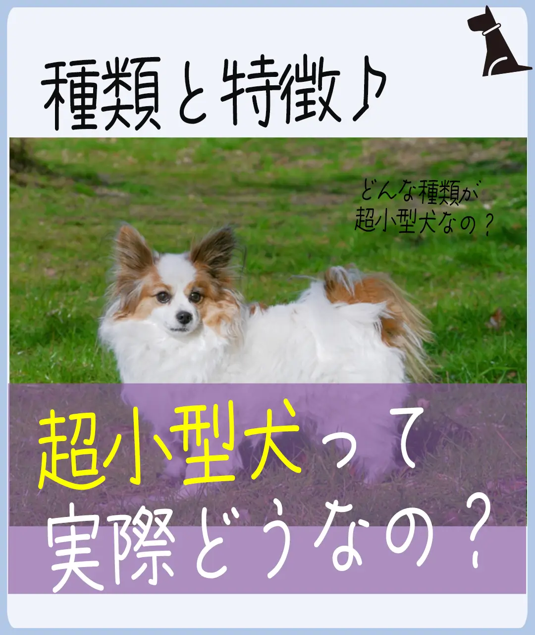 超小型犬にはどんな犬種がいるの？まとめ】 | 犬ラブ🐕‍🦺黒シュナが投稿したフォトブック | Lemon8