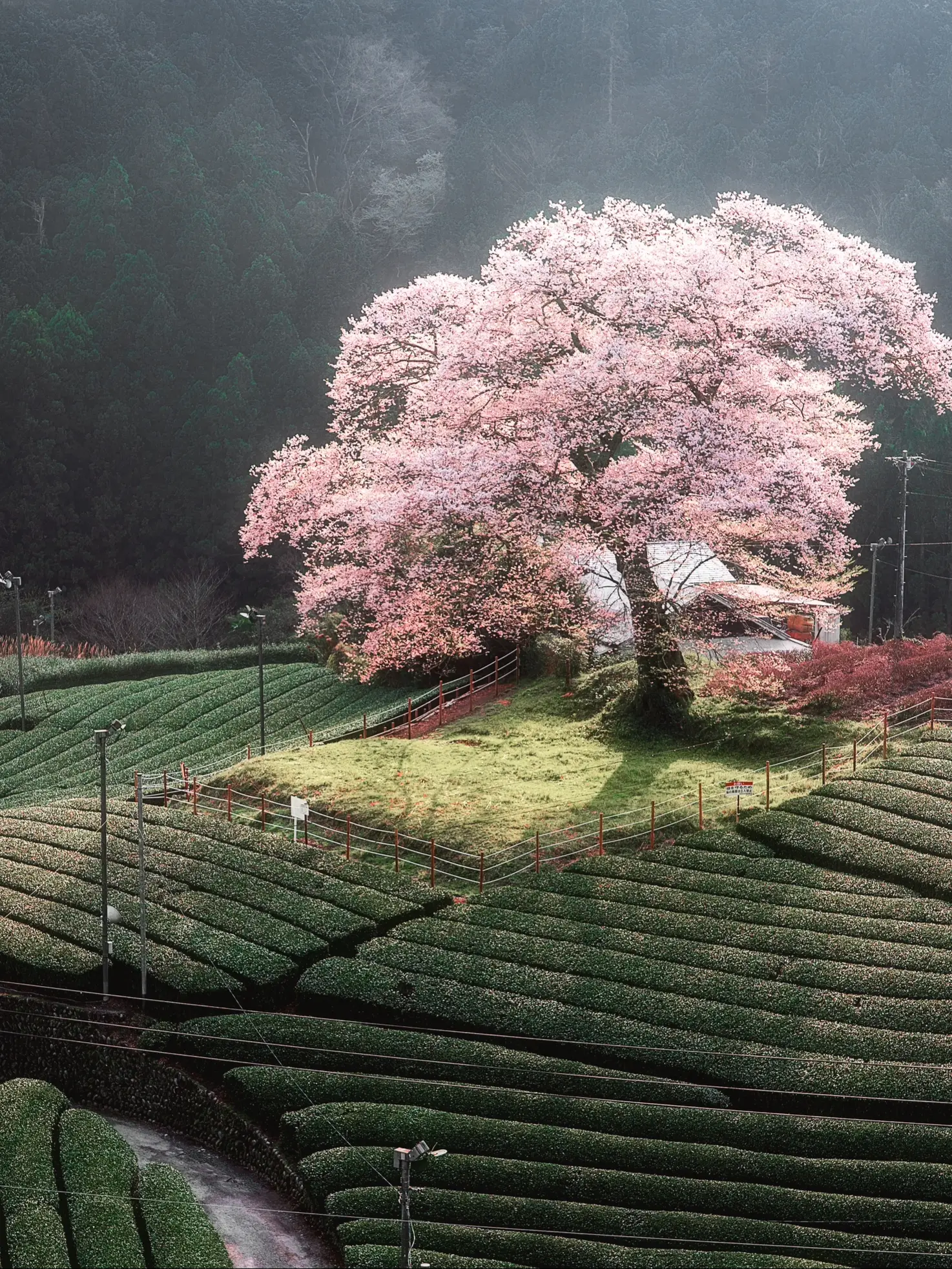 2024年の桜スポット関東 3月のアイデア20選