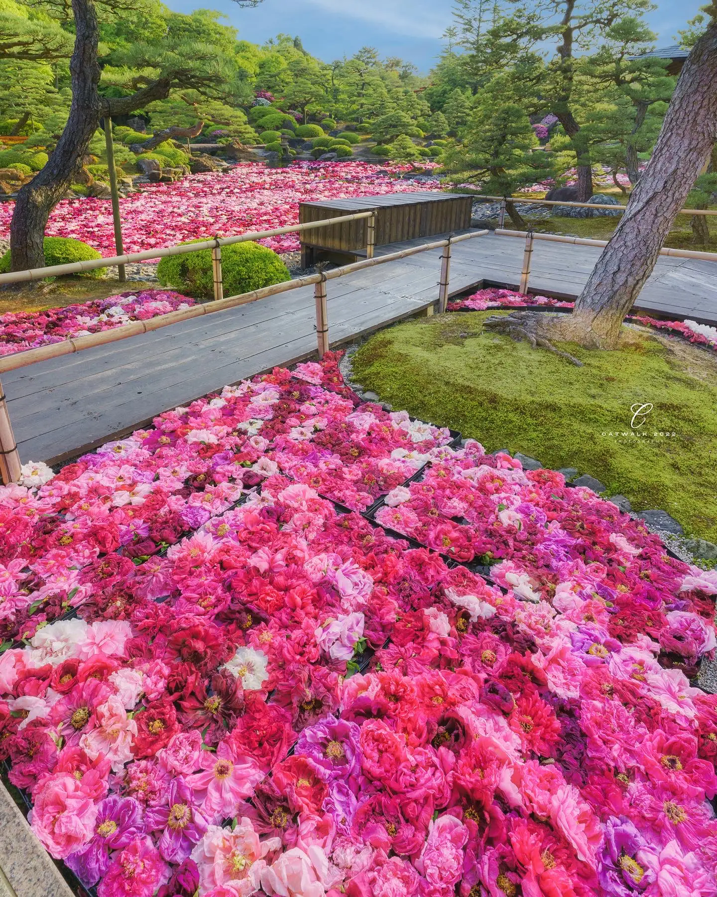 岩西に牡丹