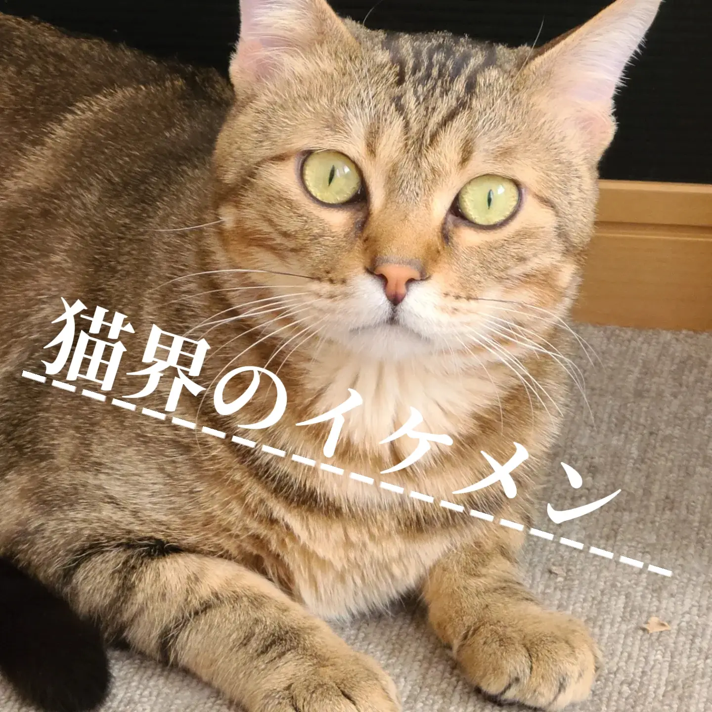 猫界のイケメンって？ | Sh0ngk00kが投稿したフォトブック | Lemon8