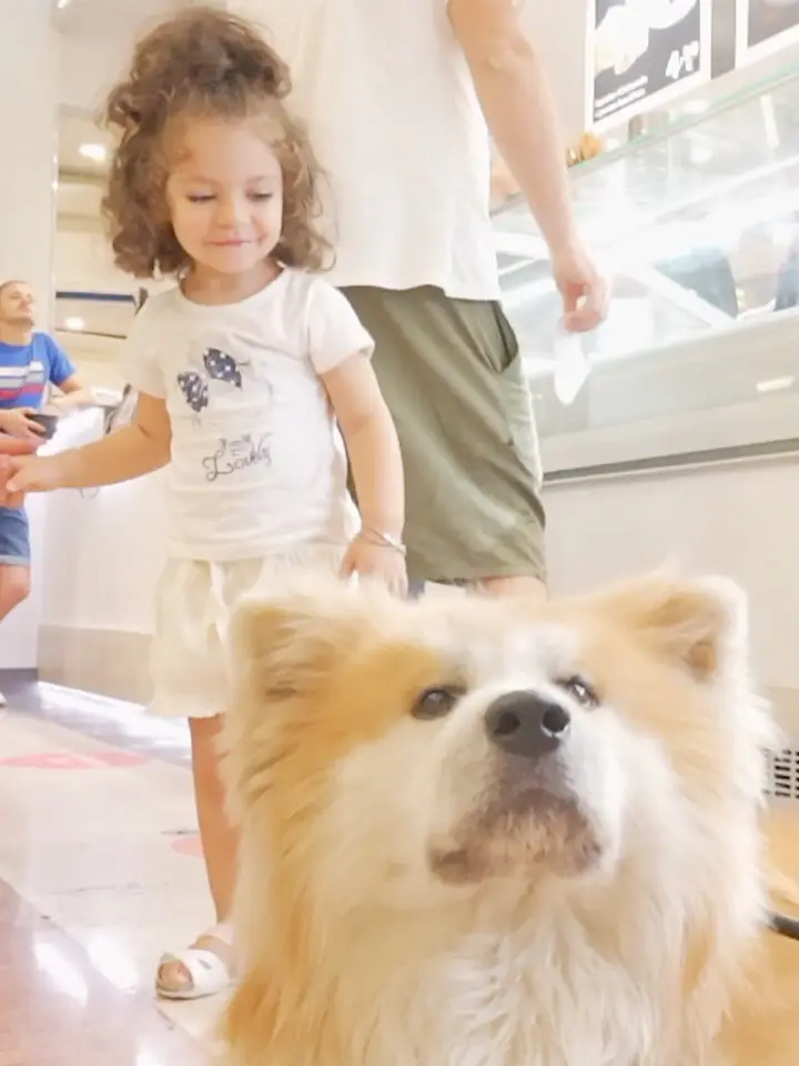ぬいぐるみ リアル アートドール 犬 子犬 バーニーズマウンテン