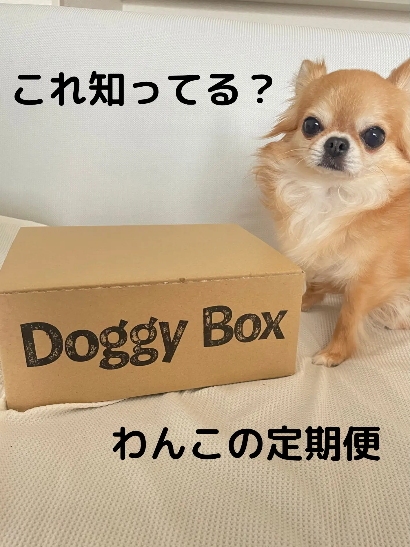 Dog Subscription No. 1 👑 (Momoaro Research) | Gallery posted by ももあろ |  Lemon8