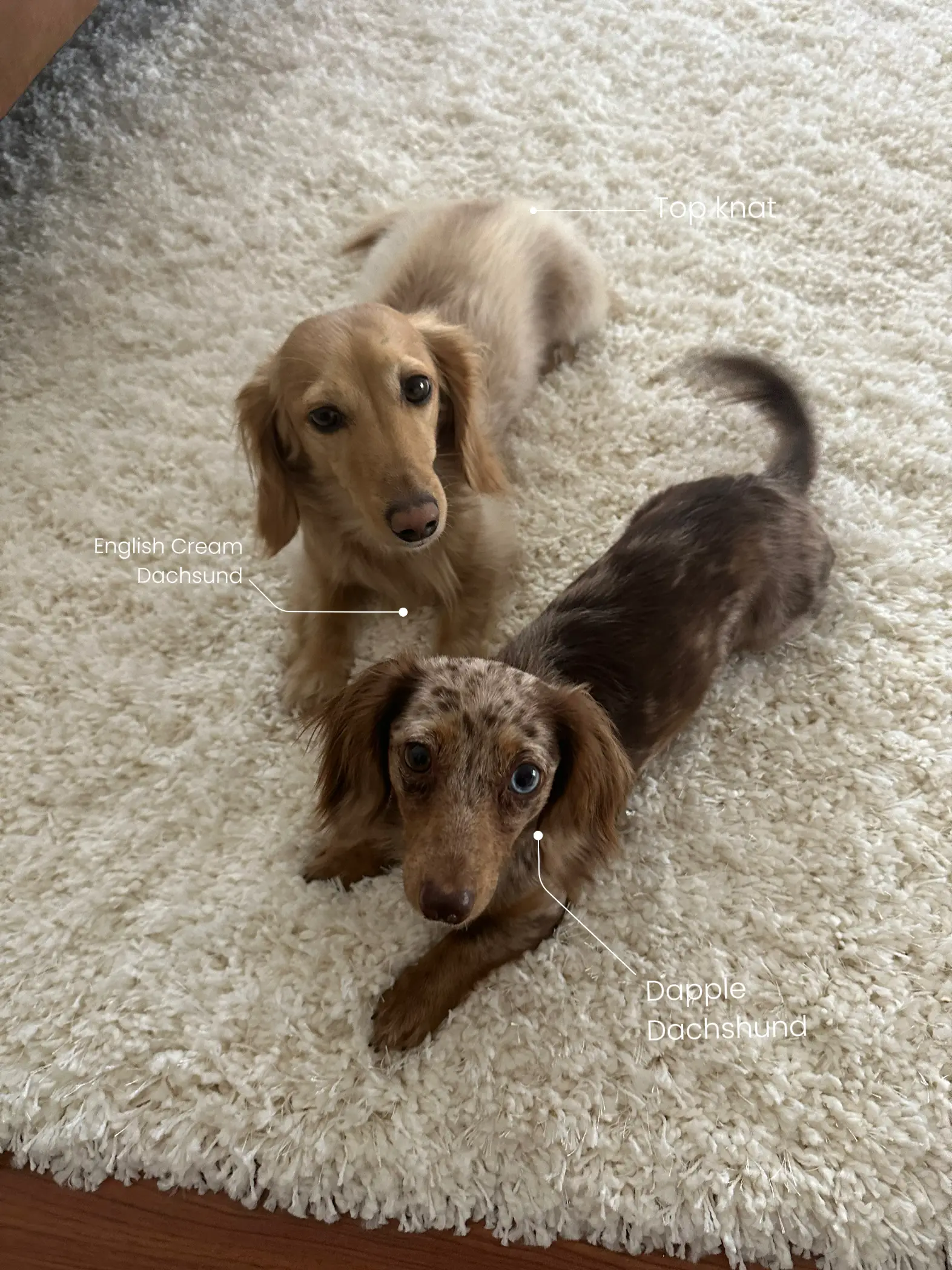 English cream 2024 dapple dachshunds