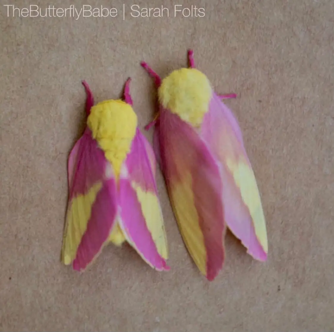 Rosy maple moths are my new fav type of moth