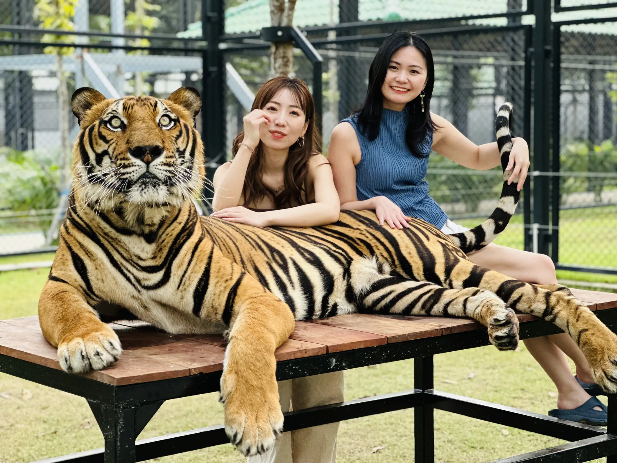 🇹🇭】美しすぎるトラ🐅施設も綺麗✨日本人はまだ知ってる人が少ない！？ | 美容ナースの休日旅が投稿したフォトブック | Lemon8