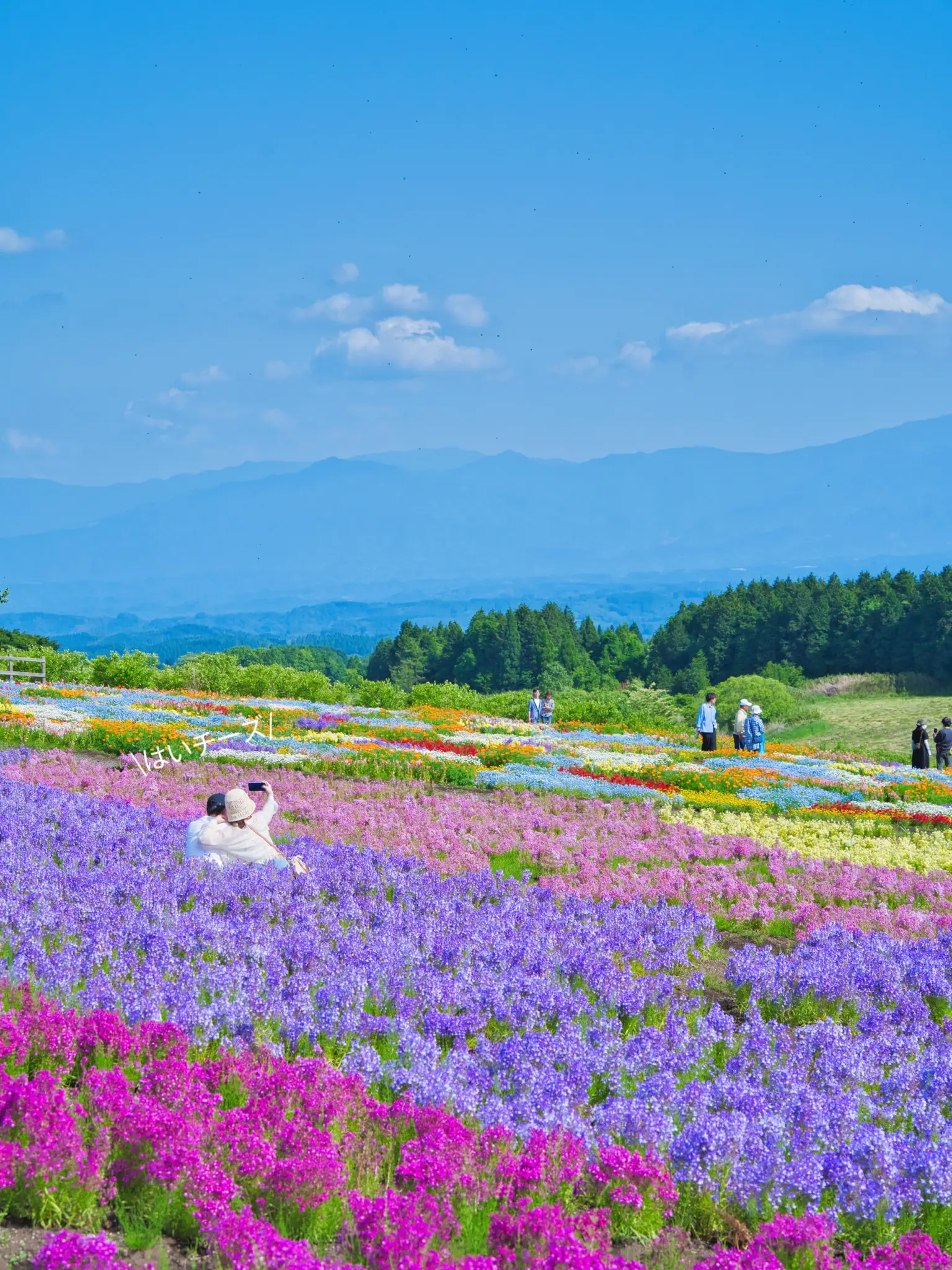 大分】過去一のお花畑と言っても過言ではない⁉️一度に見頃を迎える