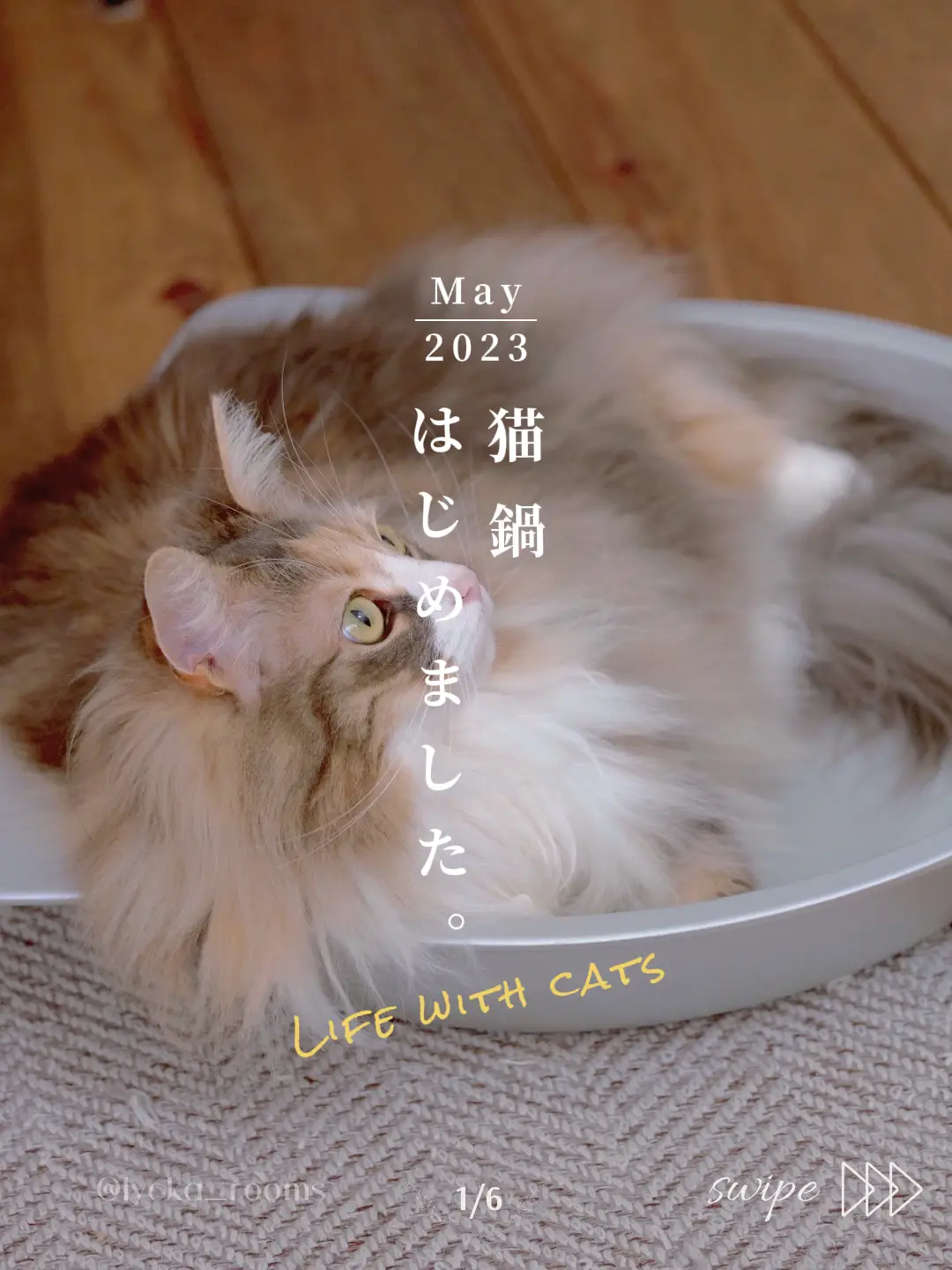 猫のいる生活〗猫鍋のある生活 | りゅっか𓍯猫と暮らすお家が投稿した