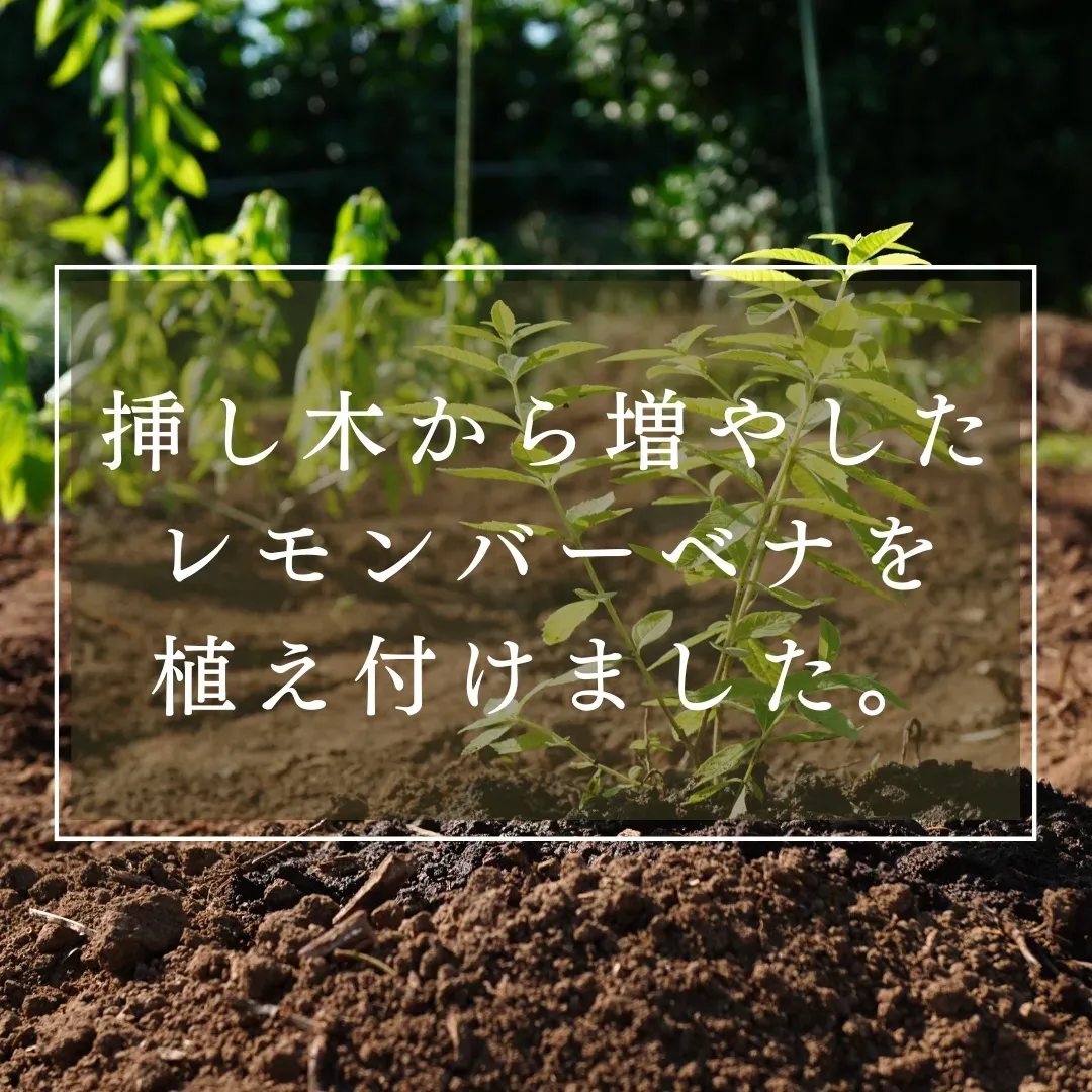 レモンバーベナの畑を作りました🌿 | こもれびが投稿したフォトブック | Lemon8