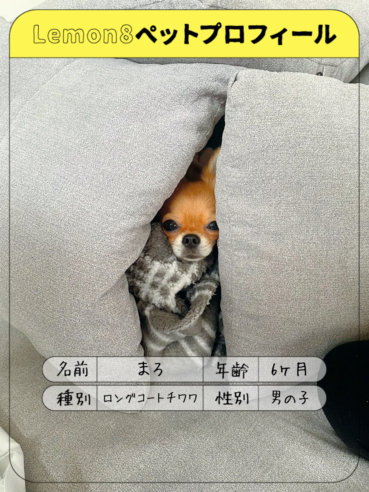 鯉とわんことにゃんこととり♡お取り置き品 楽しく