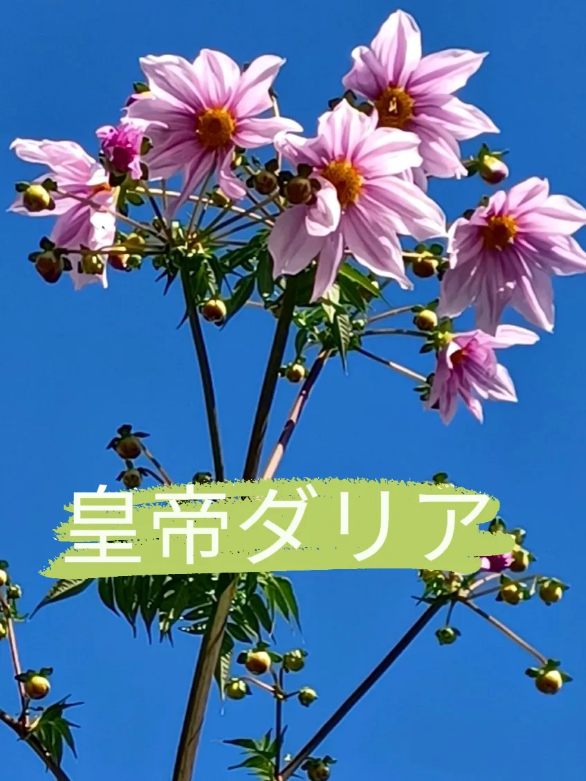 皇帝ダリア様　ありがとうございます！ 皇帝ダリア様 ありがとうございます！ （🌺皇帝ﾀﾞﾘｱが咲きました