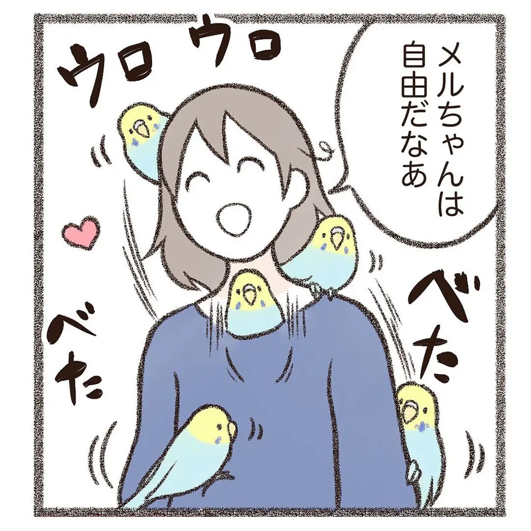 自由なセキセイインコ   | 鳥野ニーナ | 鳥マンガ描きが投稿したフォトブック | Lemon8