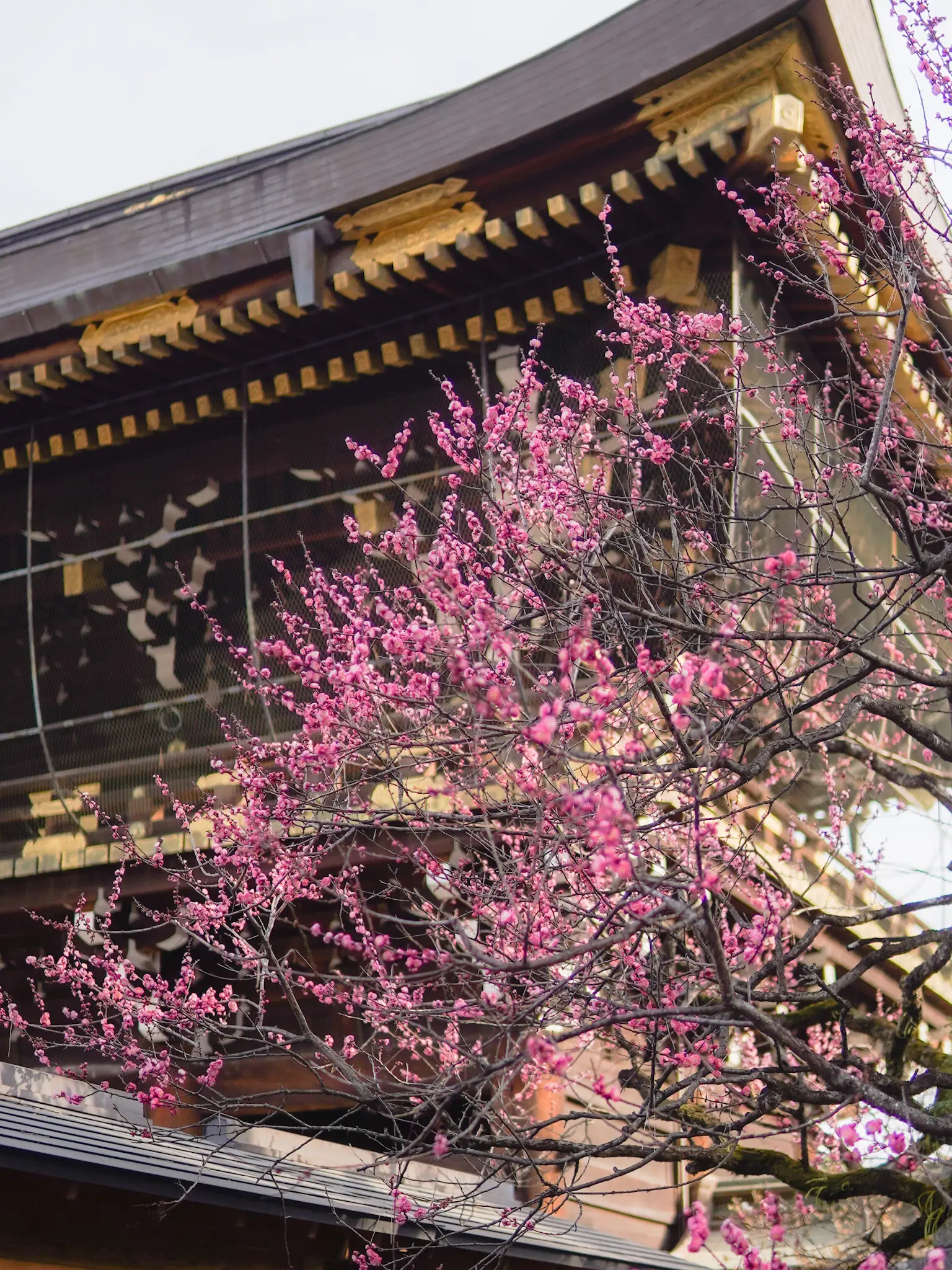 見頃レポート（2023/3/12）】北野天満宮の梅（京都） | bird_癒しと幻想の絶景旅が投稿したフォトブック | Lemon8