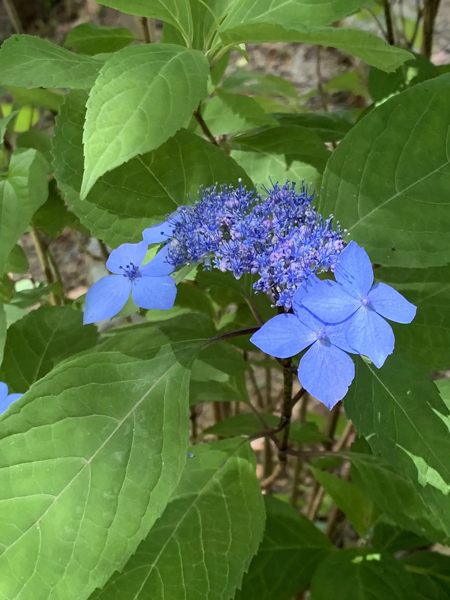 絵画》三木登紫陽花