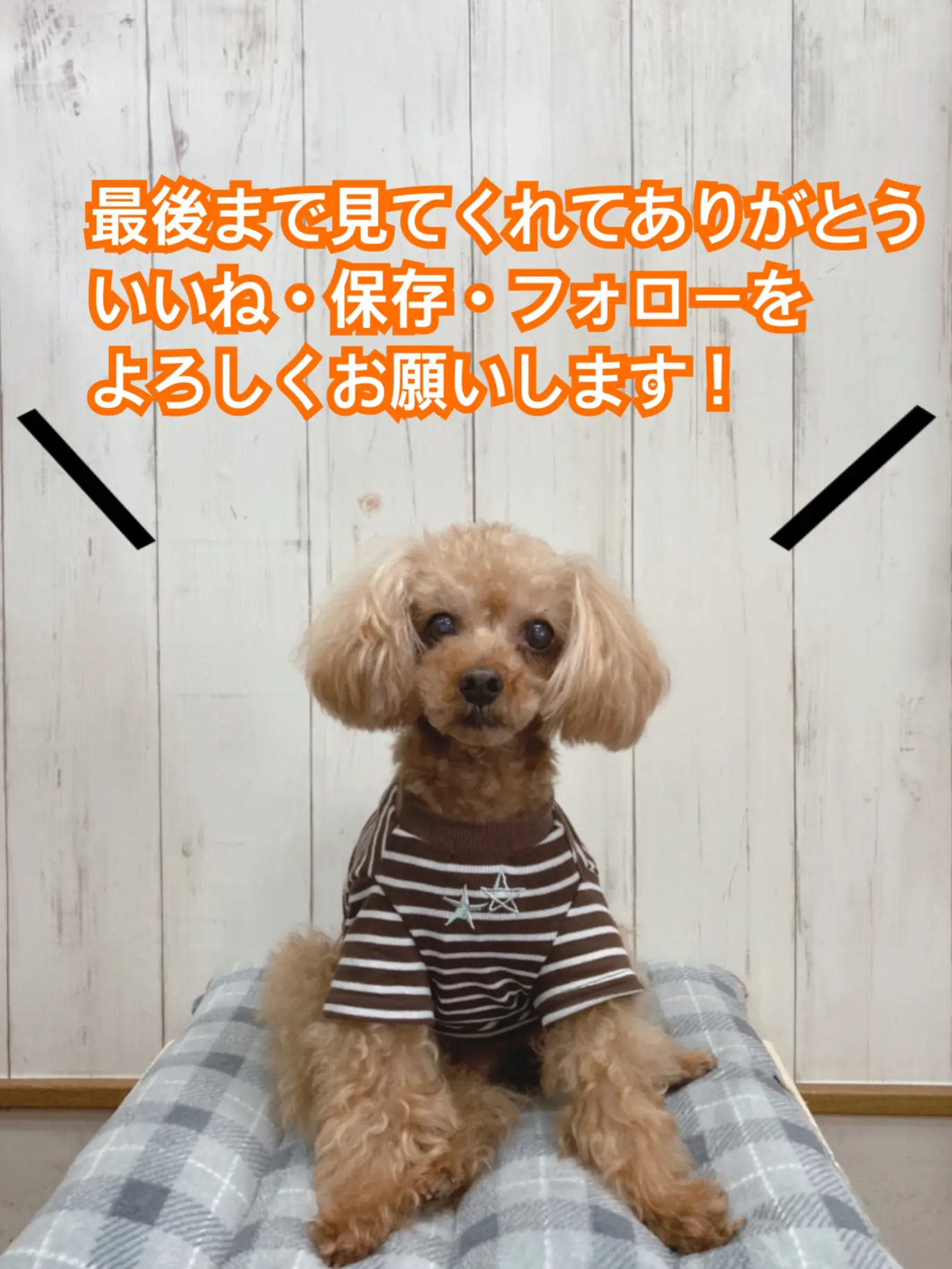 可愛いリボンの犬服🐶 | ジャングルペット/犬服専門店が投稿したフォトブック | Lemon8