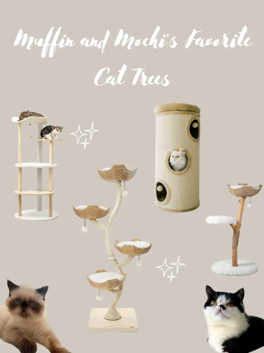 Exotic shop cat trees