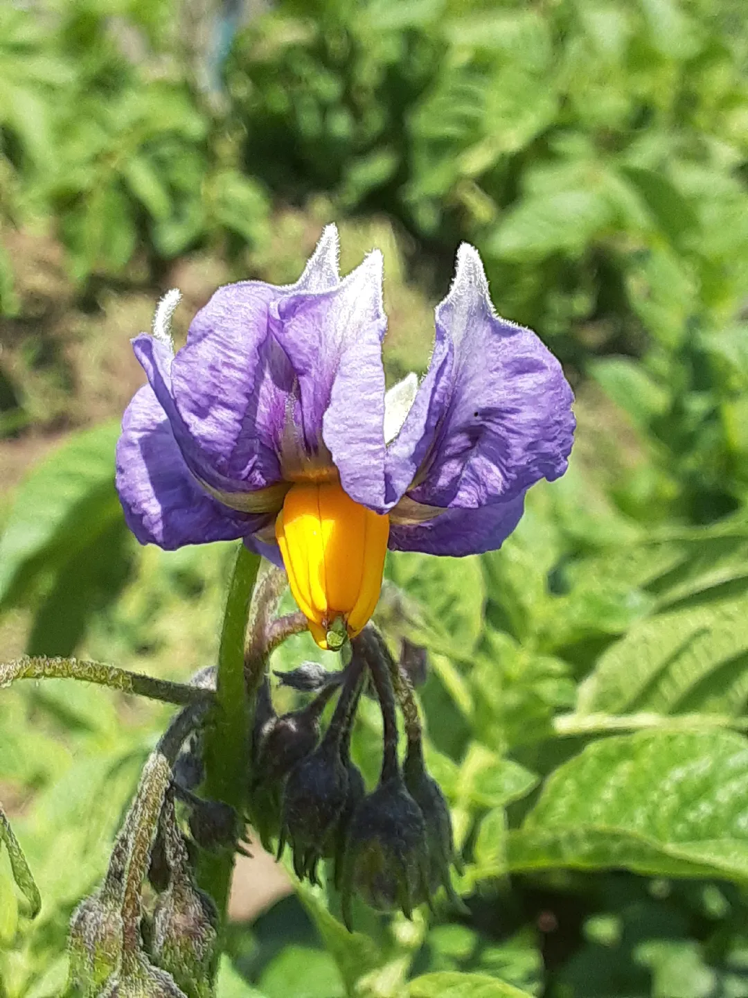 ジャガイモの花が咲きました。紫も、あれば白もある☺️ | 和田厚子が投稿したフォトブック | Lemon8