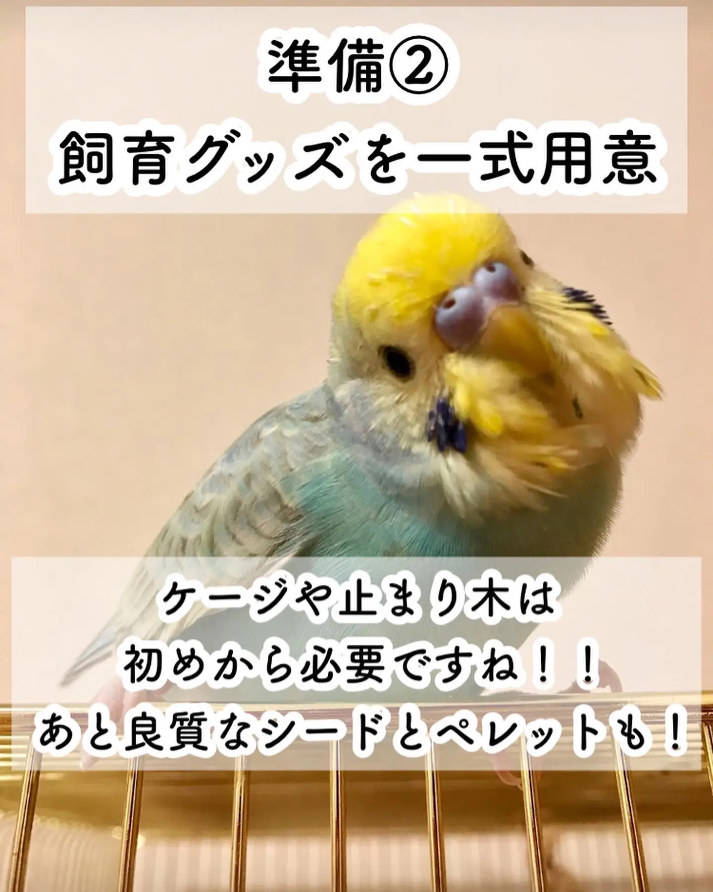 インコ - Lemon8検索