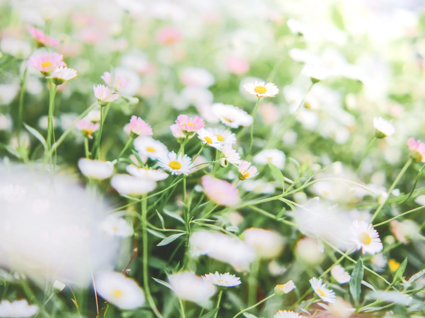 エリゲロン✨花色の変化を楽しめる花 | あい＊ふんわりPhotoが投稿した