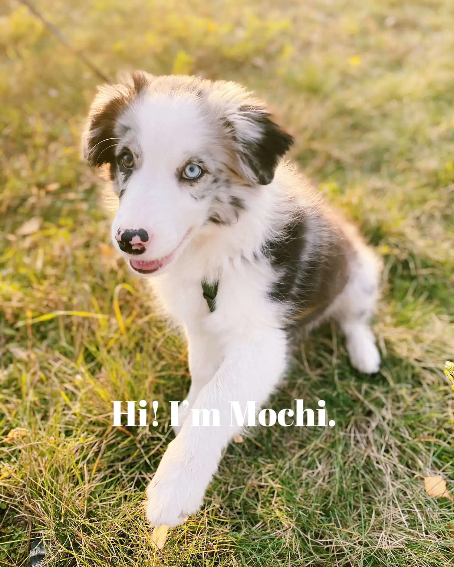 mélange de border collie golden retriever