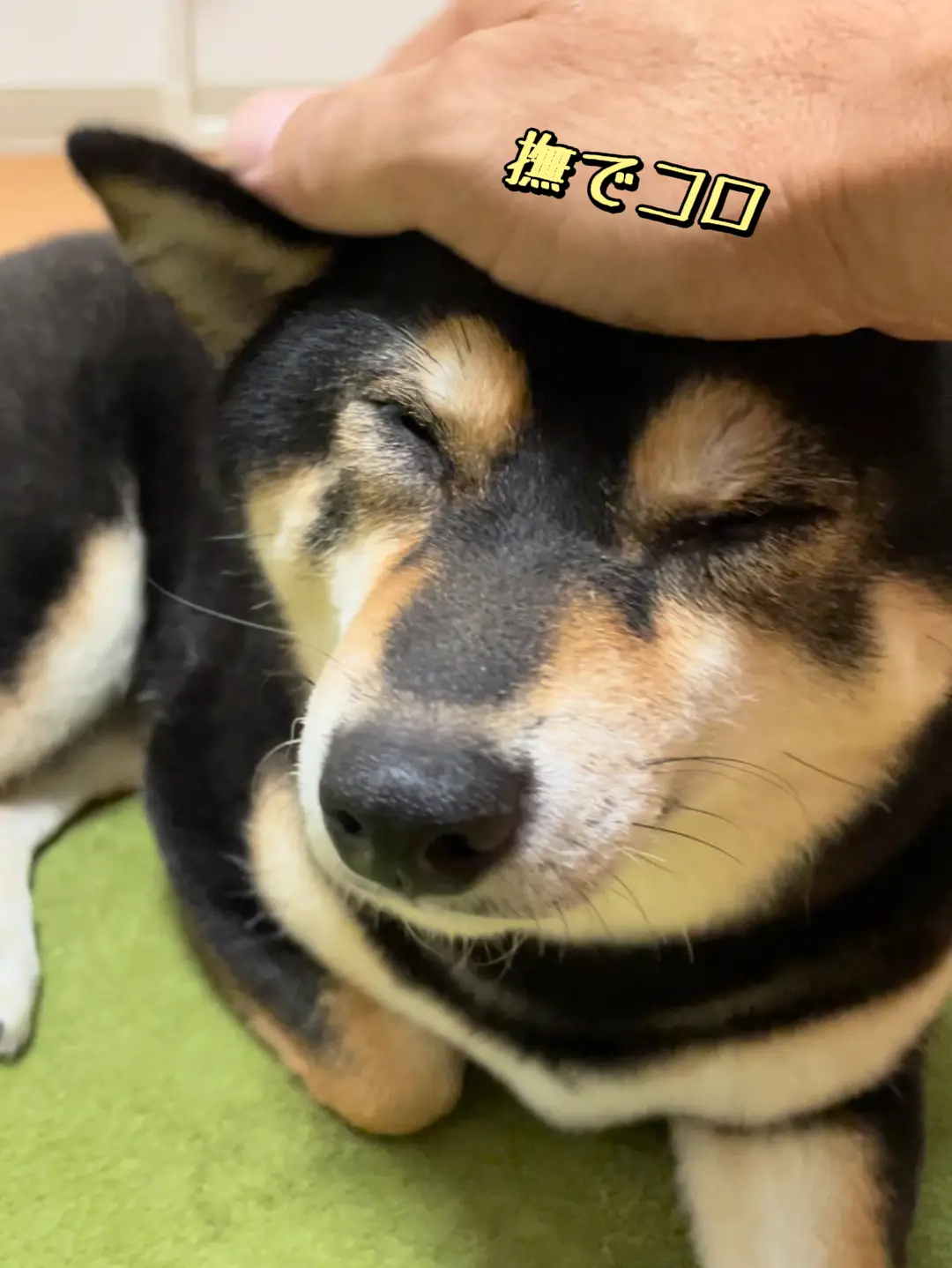 お座りコロンと柴犬♡ 滑れ