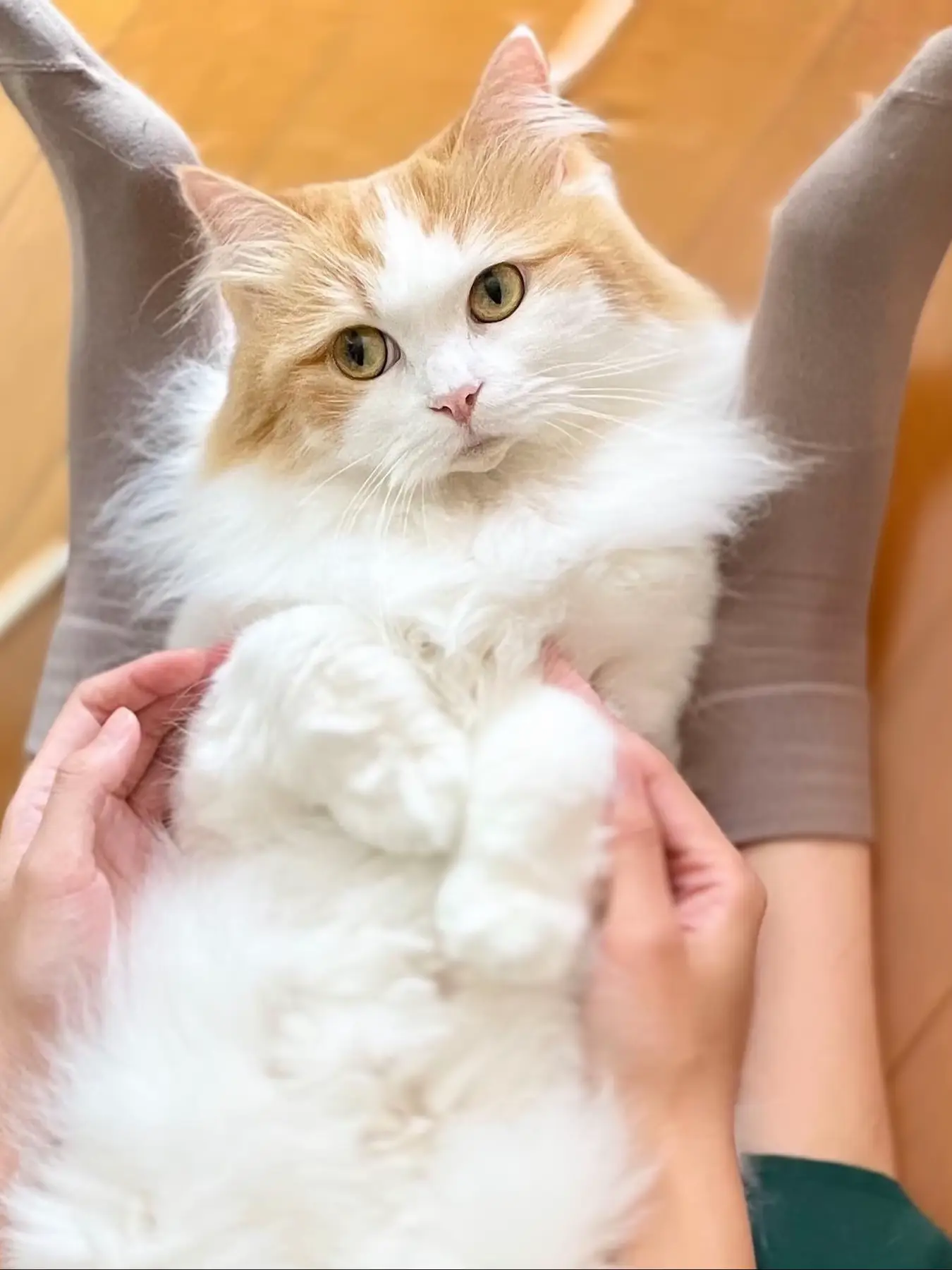 脚の間にすっぽりฅ•ω•ฅ | うい姫🐾猫モデル🐈が投稿したフォトブック | Lemon8