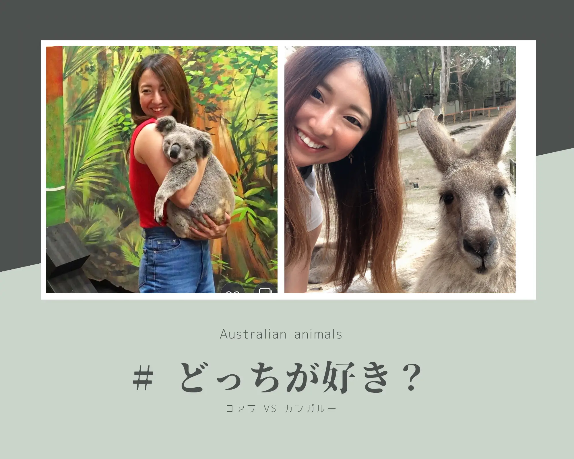 4,791 オーストラリア コアラ Stock Photos, High-Res Pictures