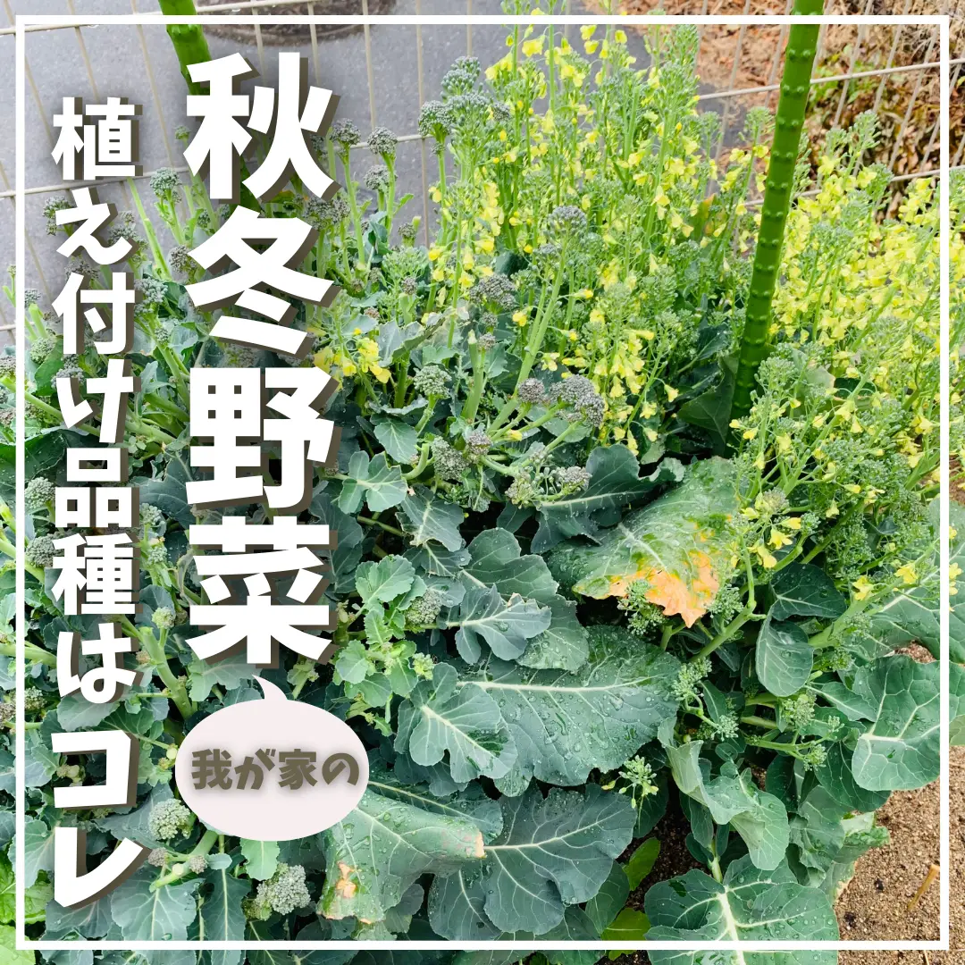 品種 紹介 №４ 【菜花・ほうれん草・大根・白菜・玉ねぎ】 - 野菜