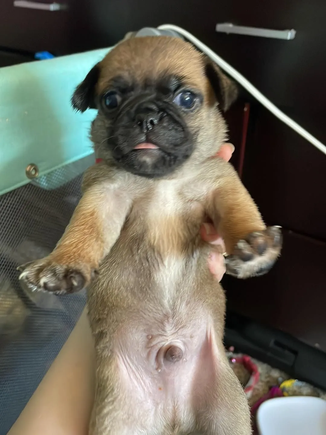 3 week old pug hot sale puppies