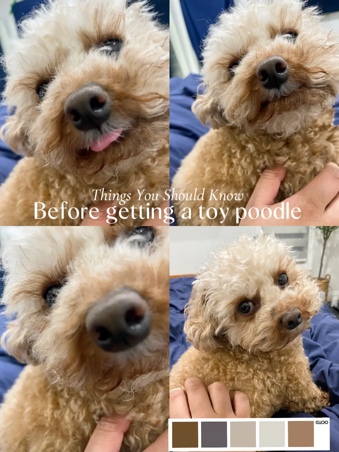 Toy poodle outlet exercise