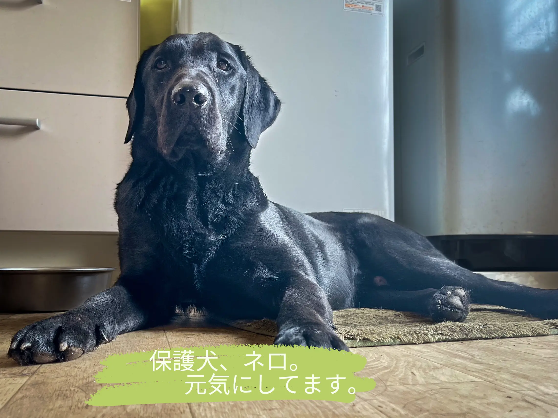保護犬、ネロ | JustOneが投稿したフォトブック | Lemon8, 画像サイズ:2283x1712