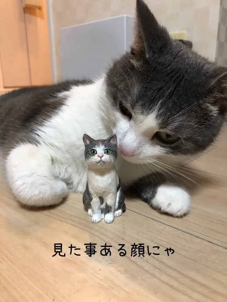 グレーと白のハチワレ模様の猫ちゃんたち | ヒトミコ HITOMIKOが投稿