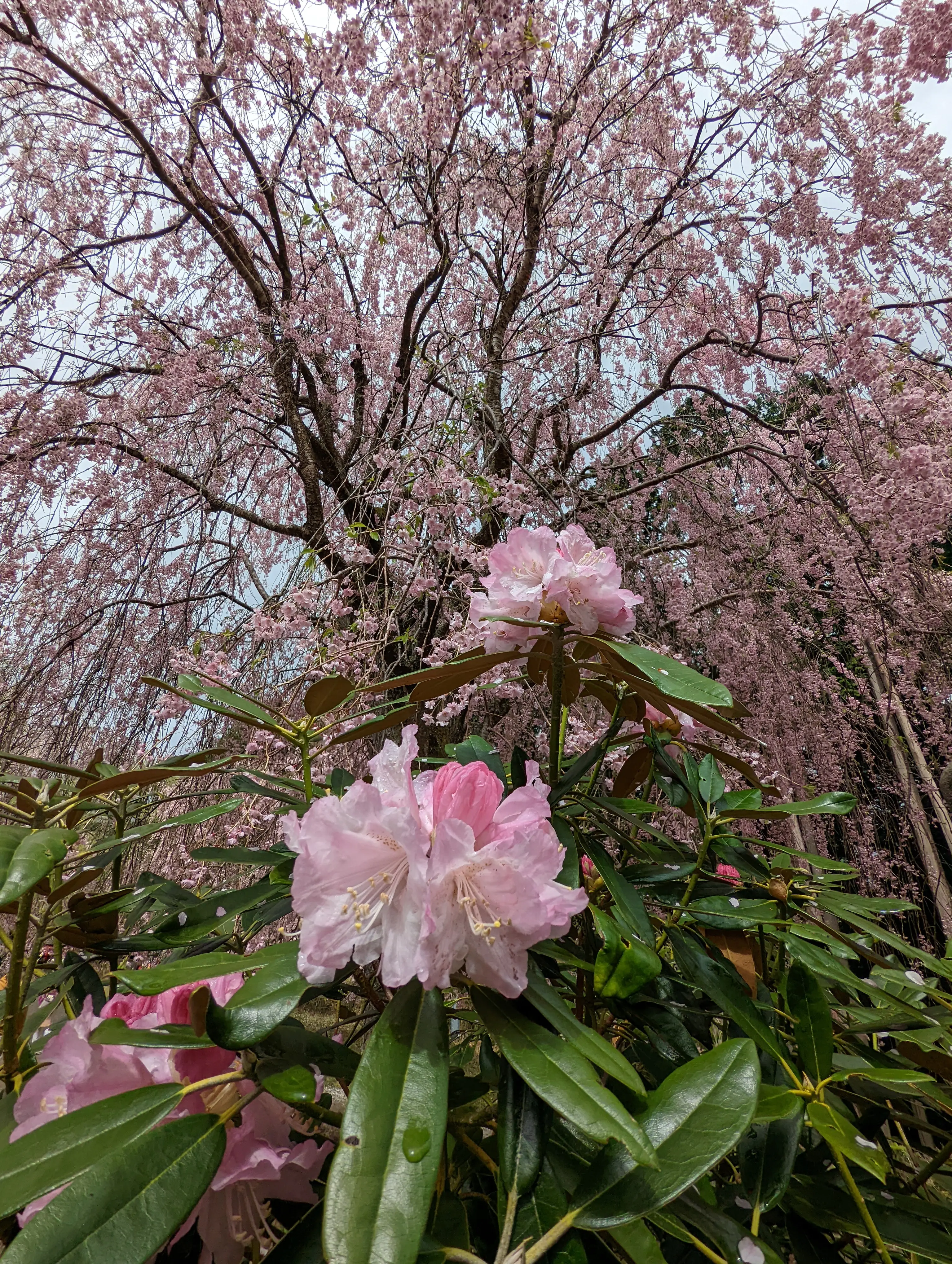 高見の郷 千本のしだれ桜 | 0358yssが投稿したフォトブック | Lemon8