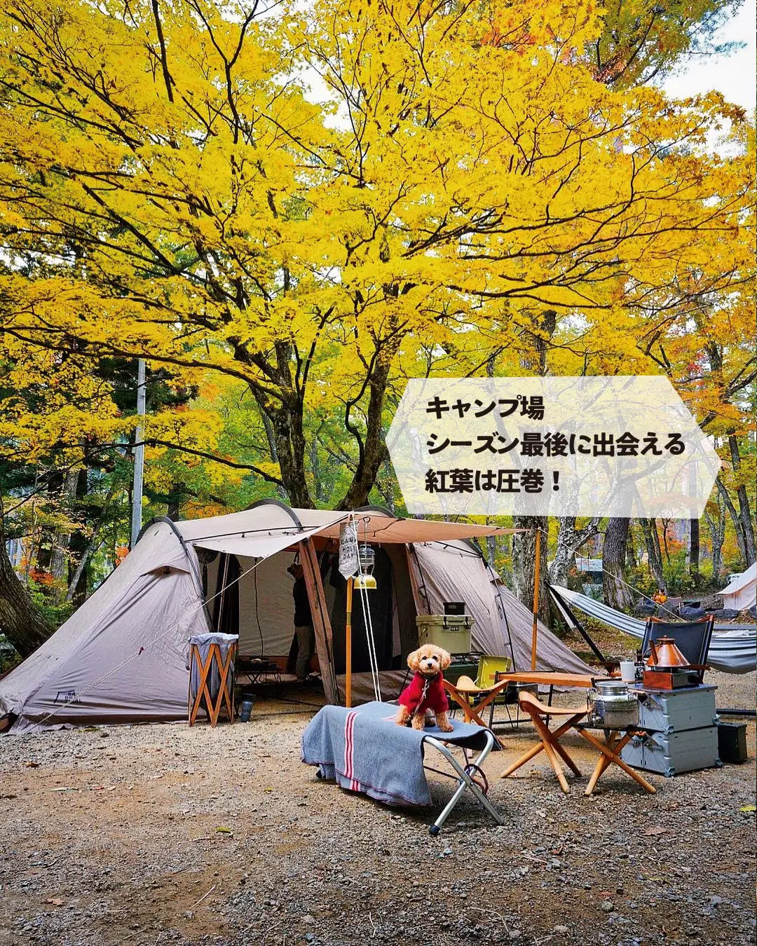 【岐阜】ココ、ホントは教えたくない💦美しすぎる林間キャンプ場の画像 (2枚目)