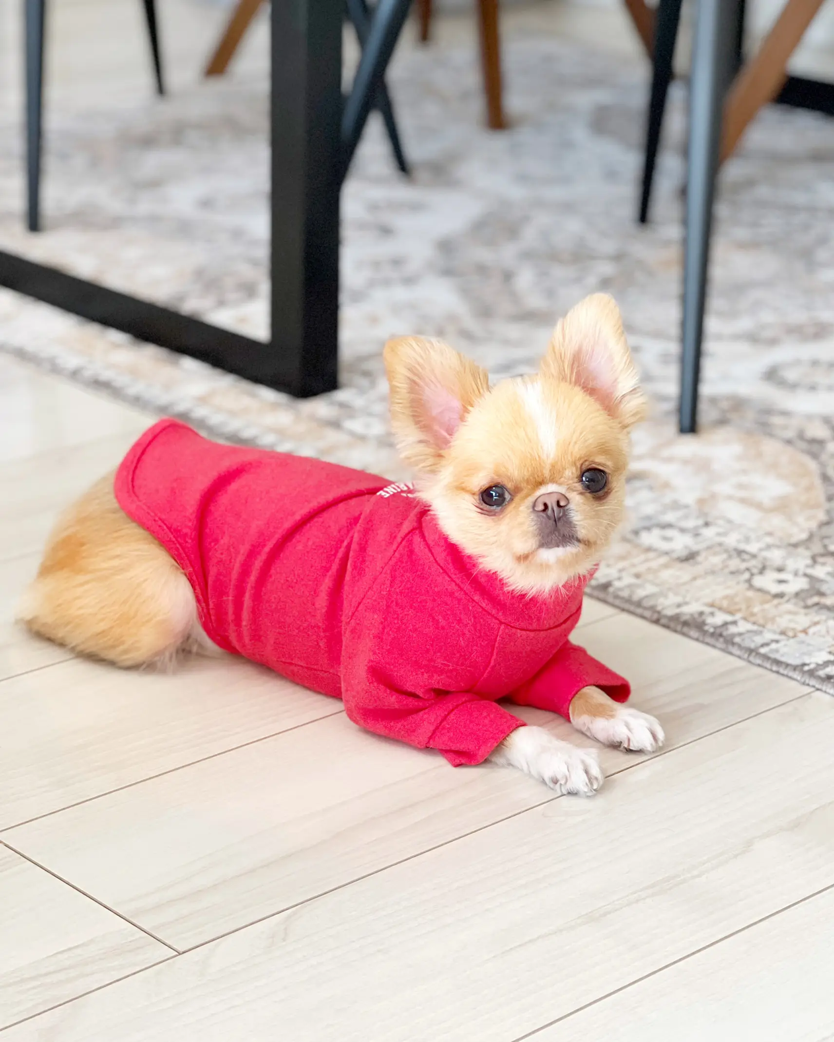 犬のあったか冬服   | 子だぬきチワポメ芭(はな)が投稿したフォト