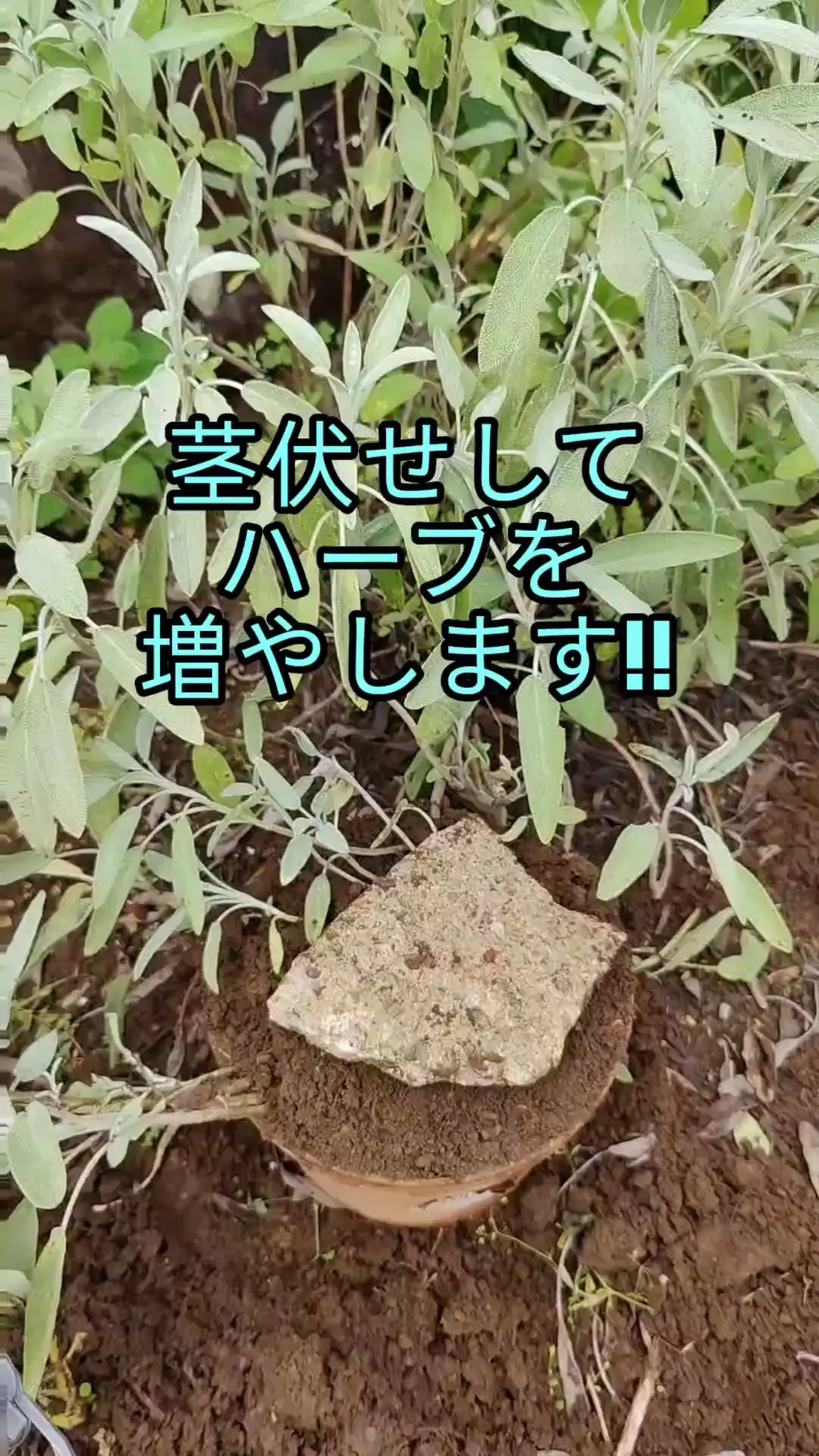 ハーブを茎伏せで増やします? | こもれびの投稿動画 | Lemon8