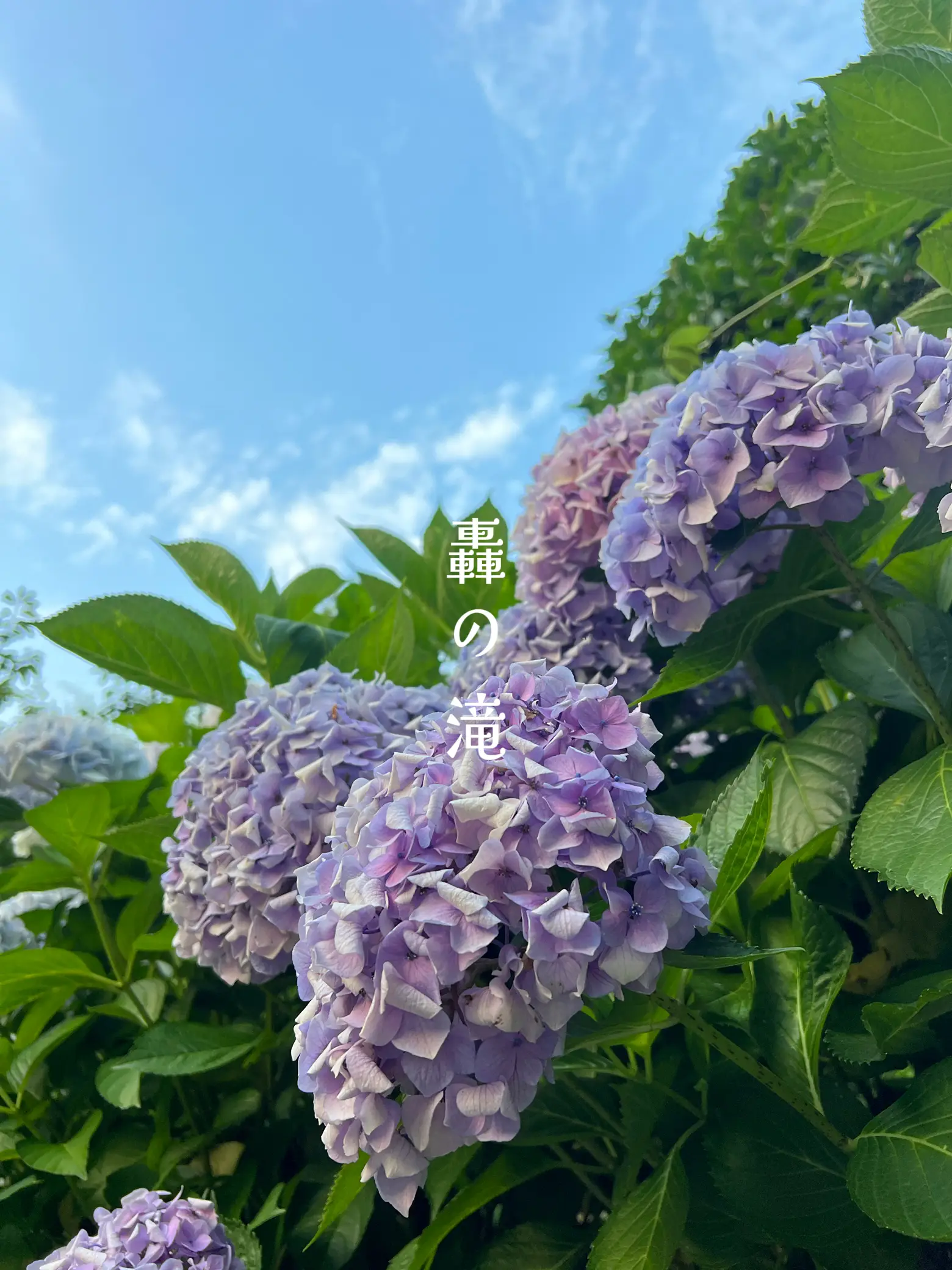 jc imgur  エロ 