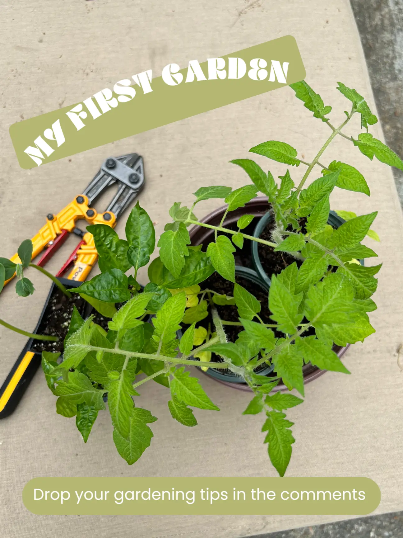 AMATEUR GARDENING TIPS 🥒  🍅 | Dalen Dullが投稿したフォトブック