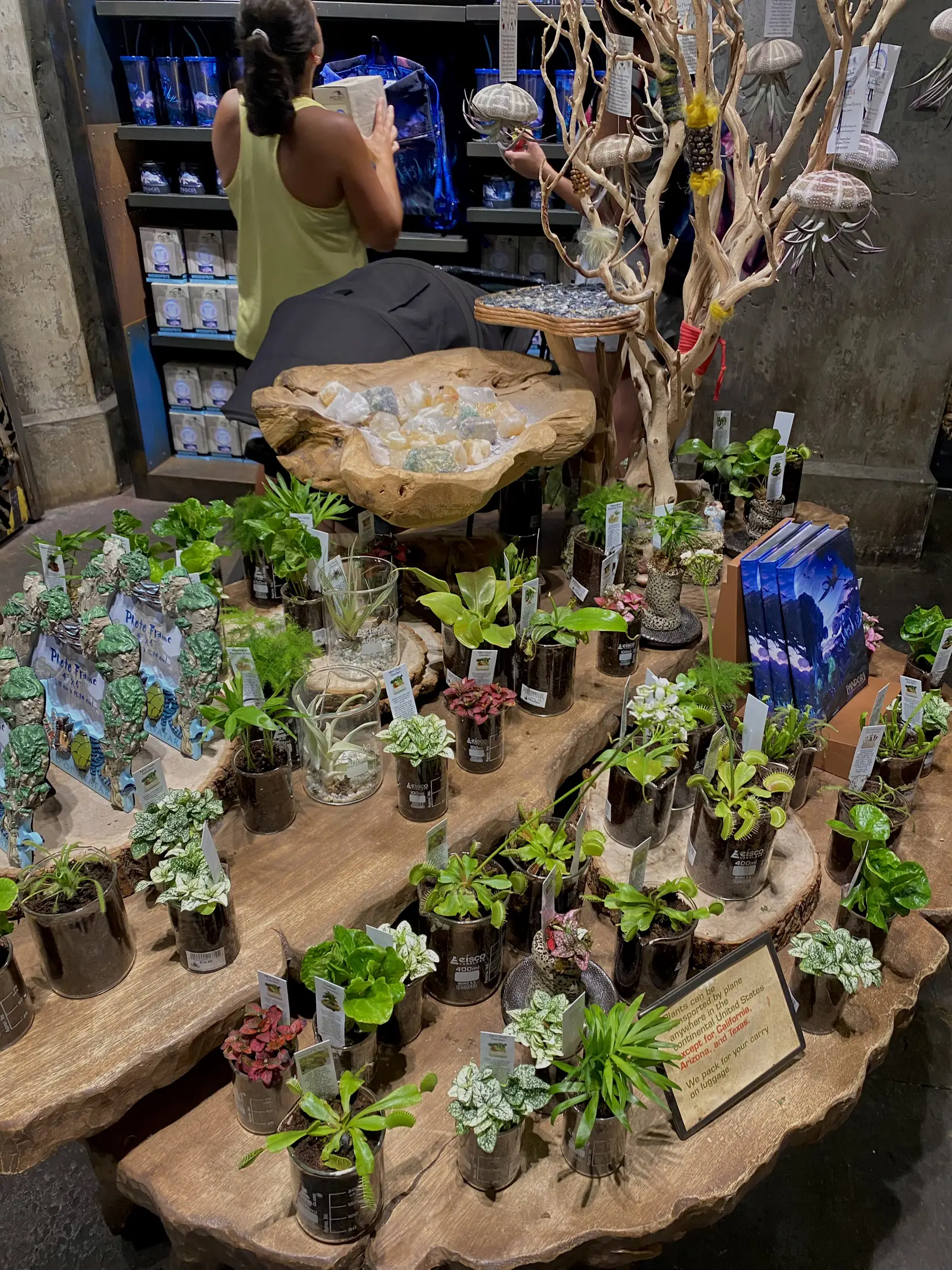 A table with a lot of plants on it.